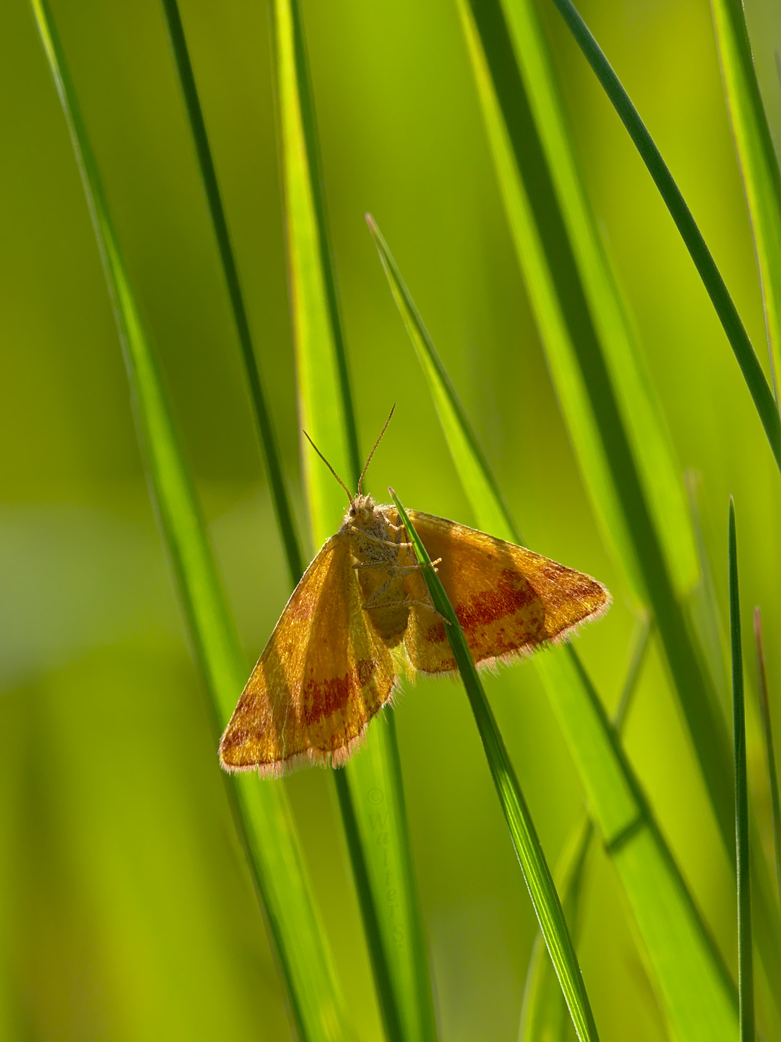 Olympus M.Zuiko Digital 300mm F4 IS Pro sample photo. Soaking up the sun photography