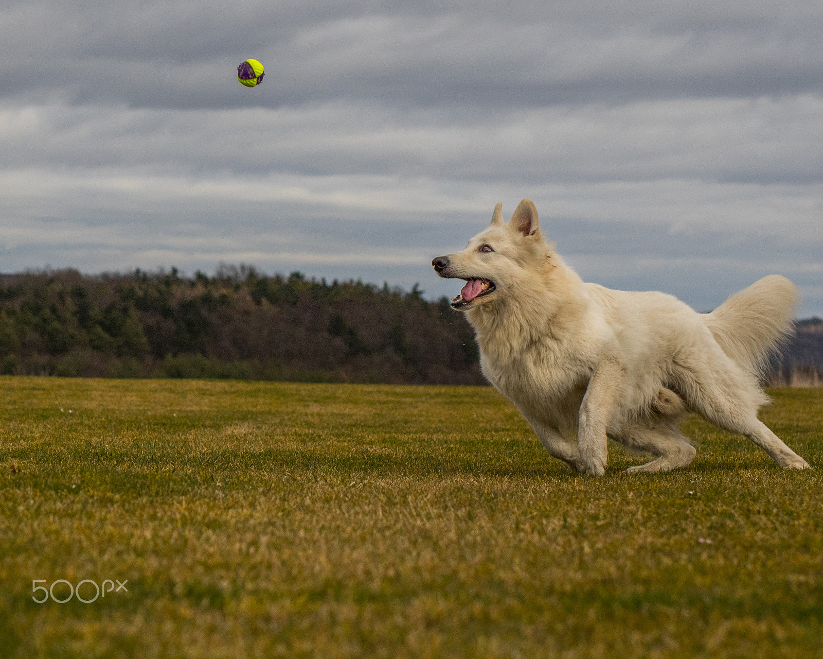 Sigma 50mm F1.4 EX DG HSM sample photo. Our swiss shepherd playing photography