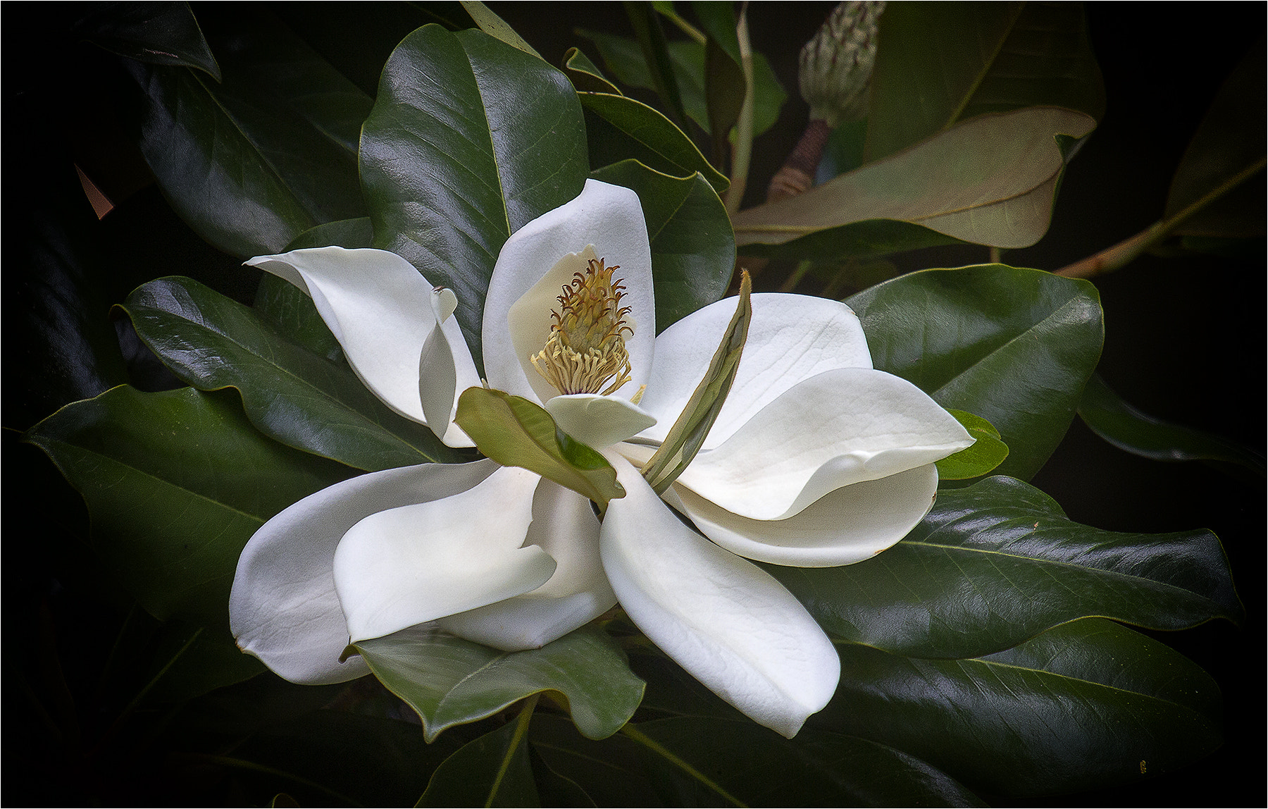 Canon EF 100-400mm F4.5-5.6L IS USM sample photo. Exuberant nature photography