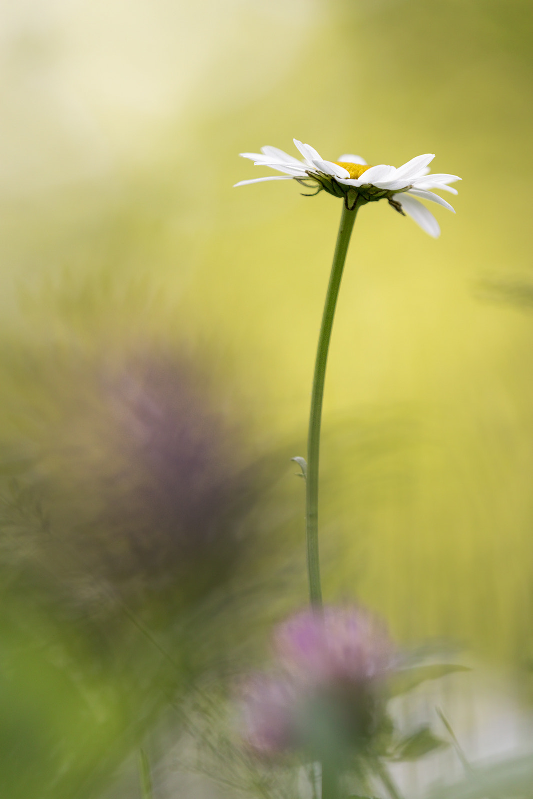 Tamron SP AF 180mm F3.5 Di LD (IF) Macro sample photo. Marguerite photography