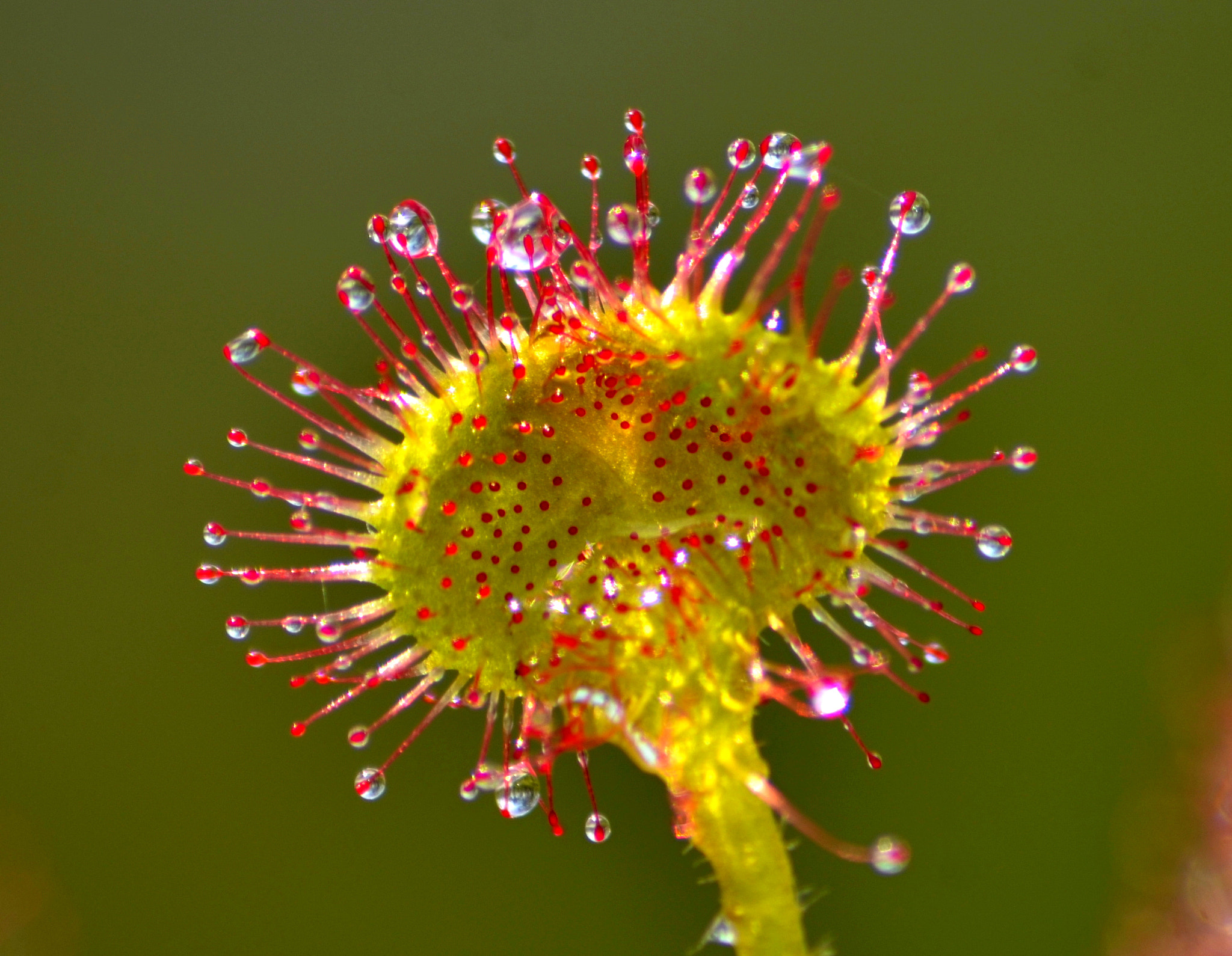 Sigma 70-300mm F4-5.6 APO Macro Super II sample photo. Sundew photography
