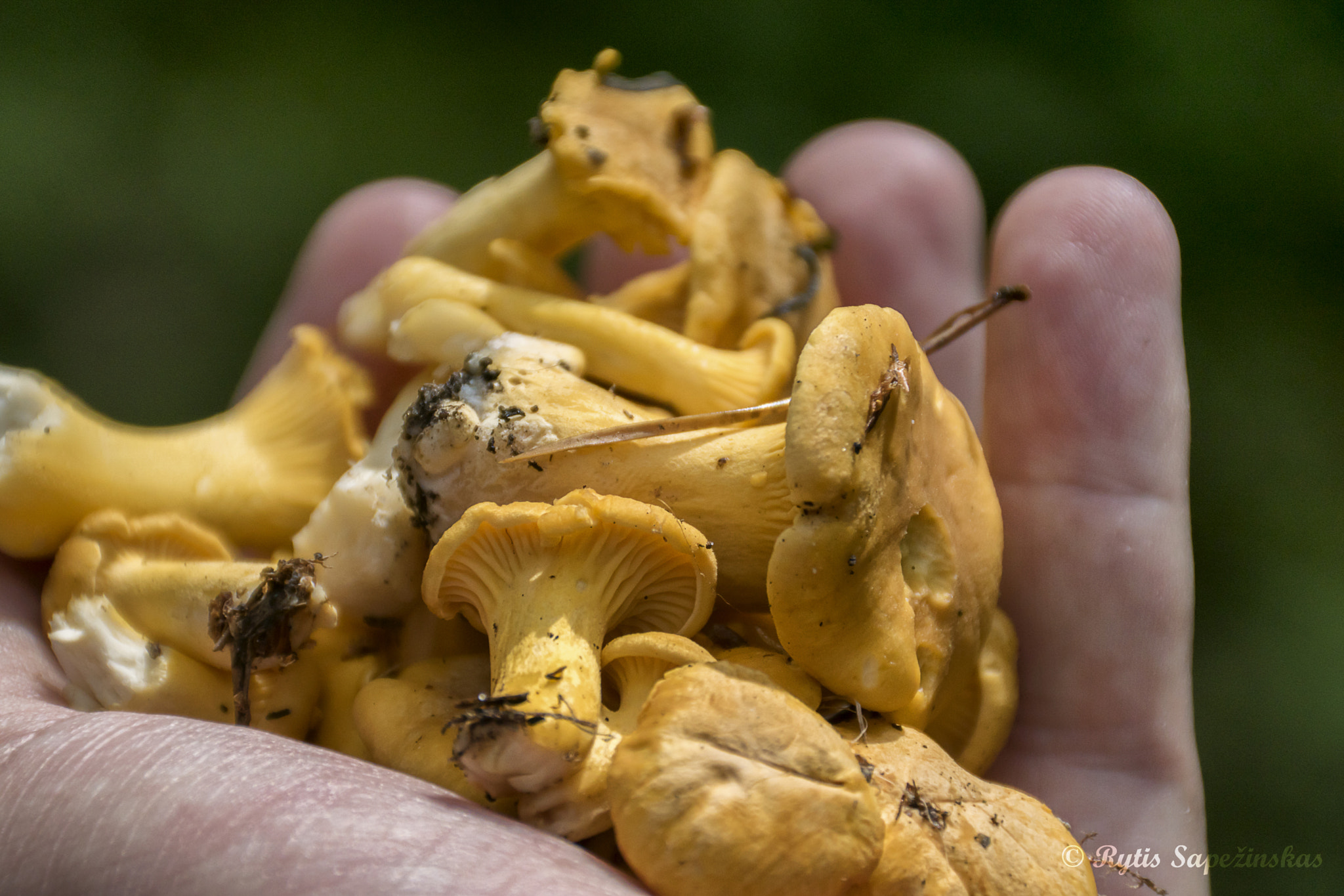 Sony DT 18-200mm F3.5-6.3 sample photo. Chanterelle photography