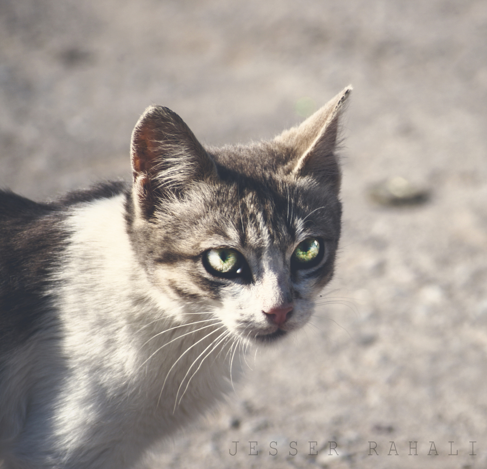 Sigma 55-200mm f/4-5.6 DC sample photo. C a t photography