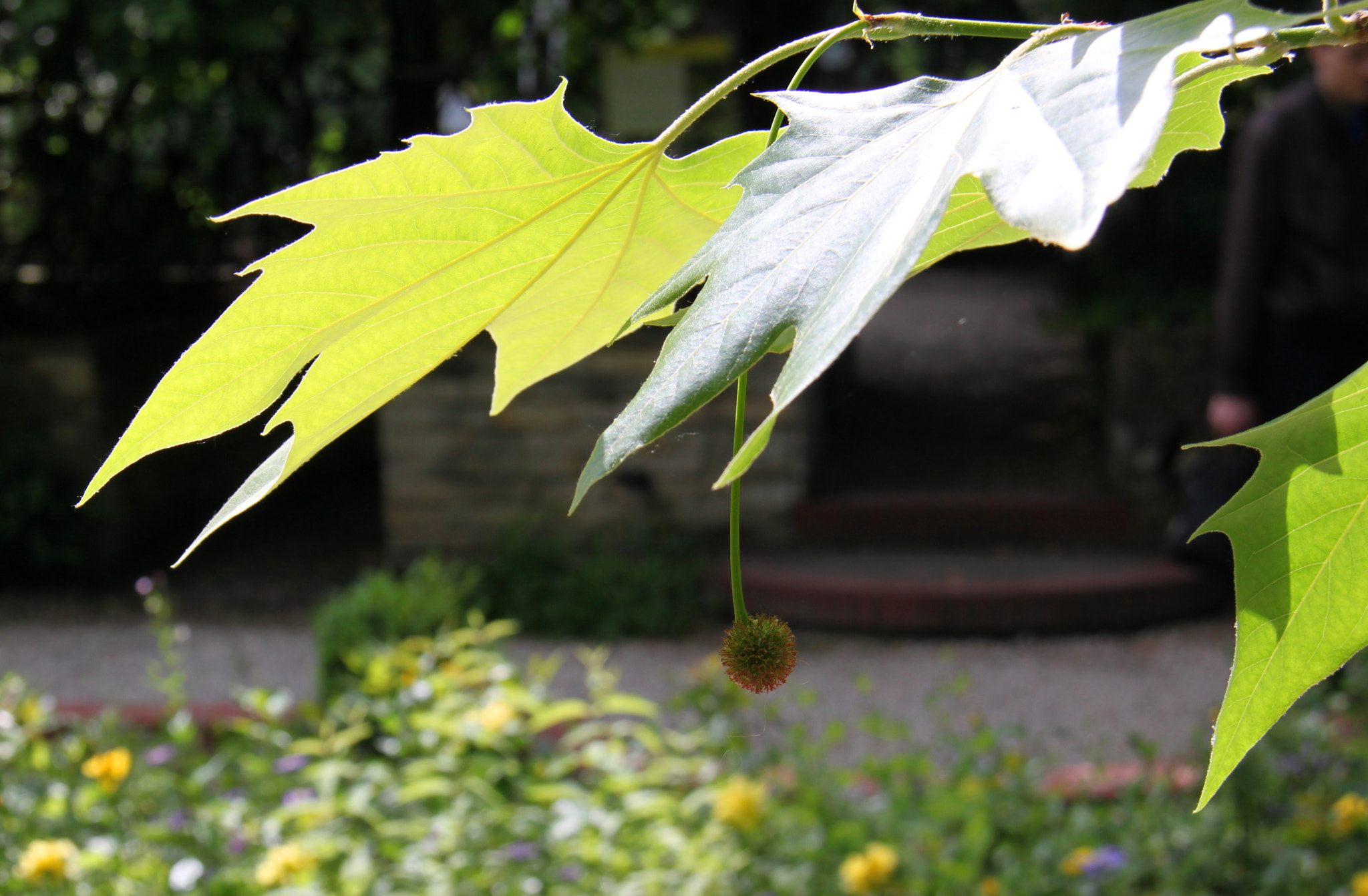 Canon EOS 500D (EOS Rebel T1i / EOS Kiss X3) sample photo. Maple fantasy photography