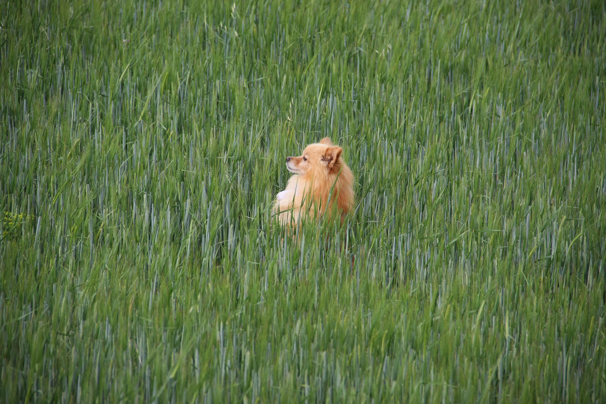 Canon EOS 40D sample photo. Dog photography
