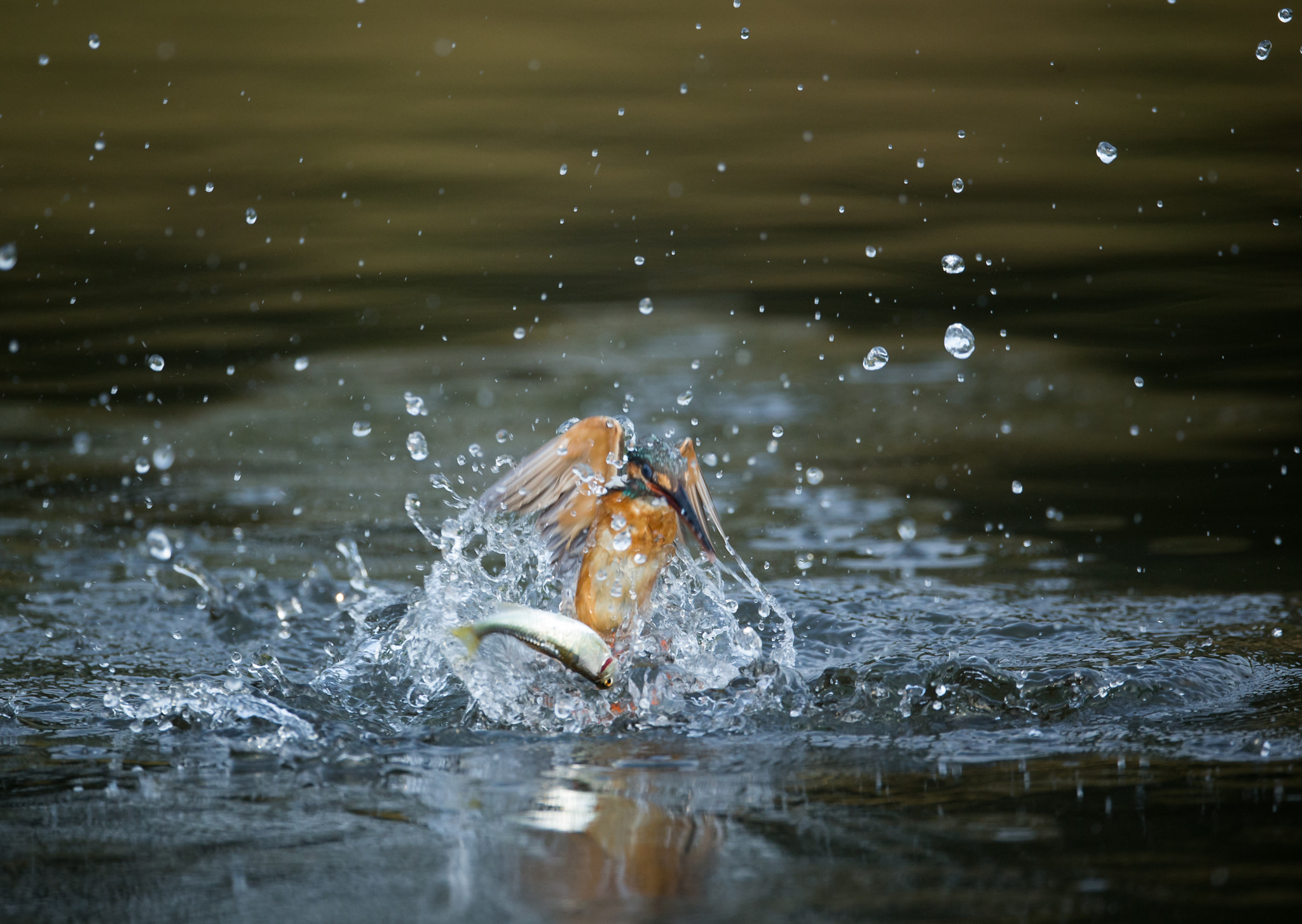 Canon EF 800mm F5.6L IS USM sample photo. 脱出！ photography