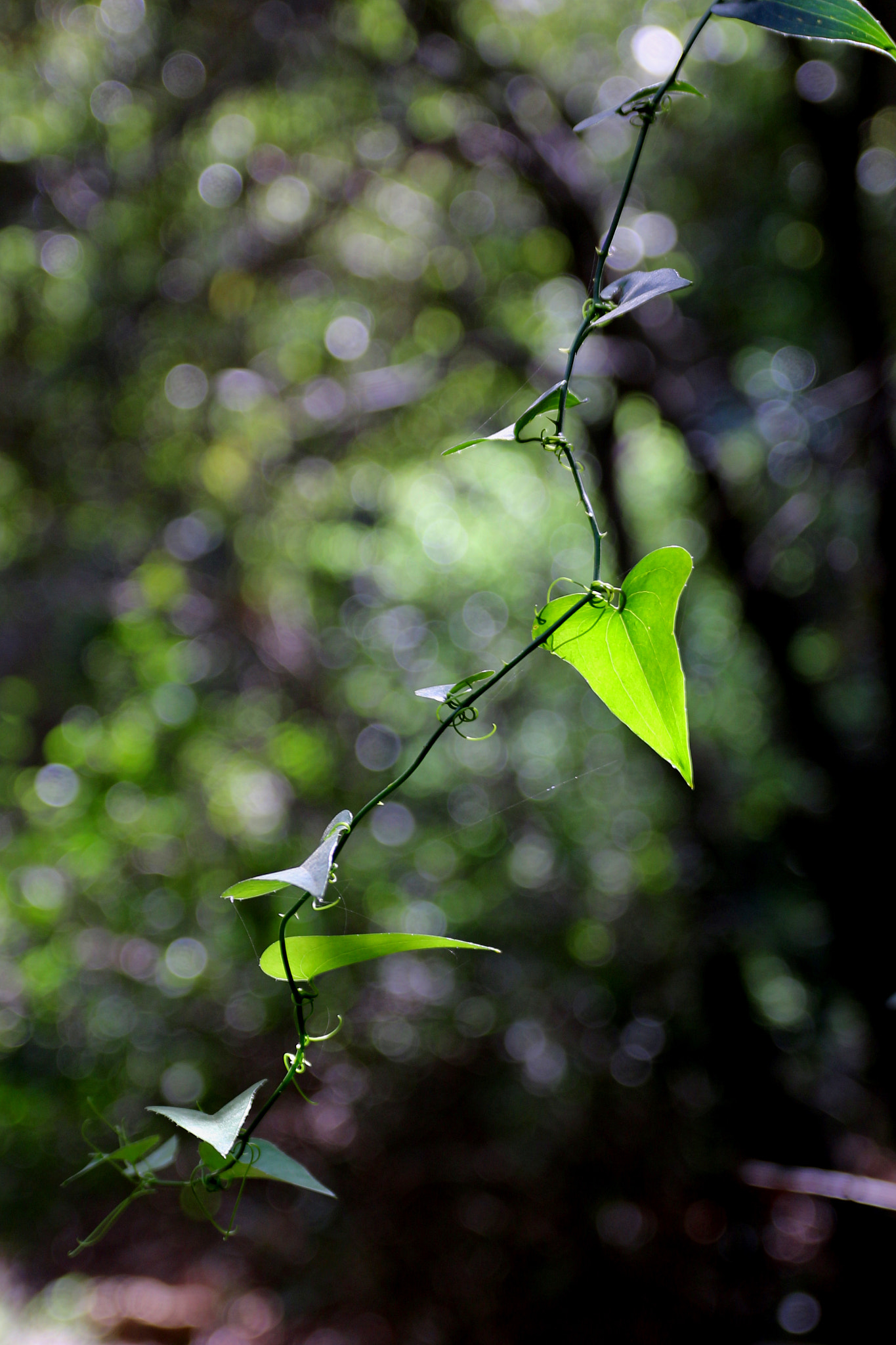 Canon 17-50mm sample photo