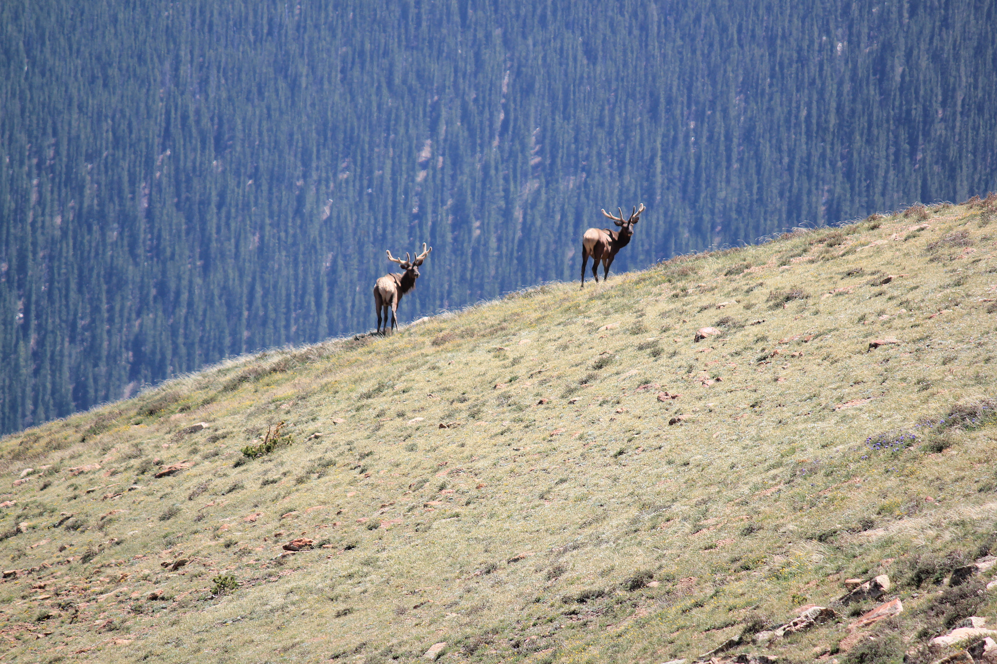 Canon EOS 550D (EOS Rebel T2i / EOS Kiss X4) sample photo. At pikes peak photography