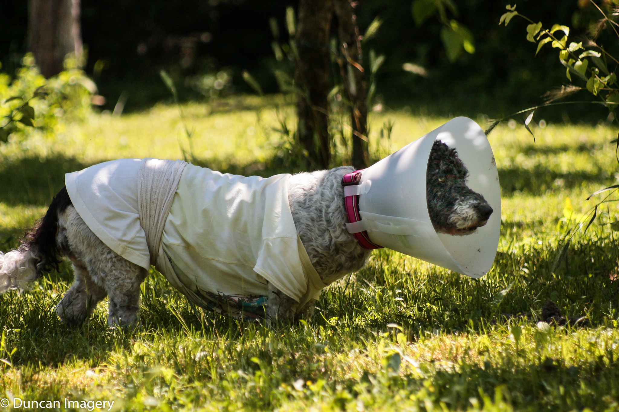Canon EF 80-200mm F4.5-5.6 II sample photo. Little walk needed photography