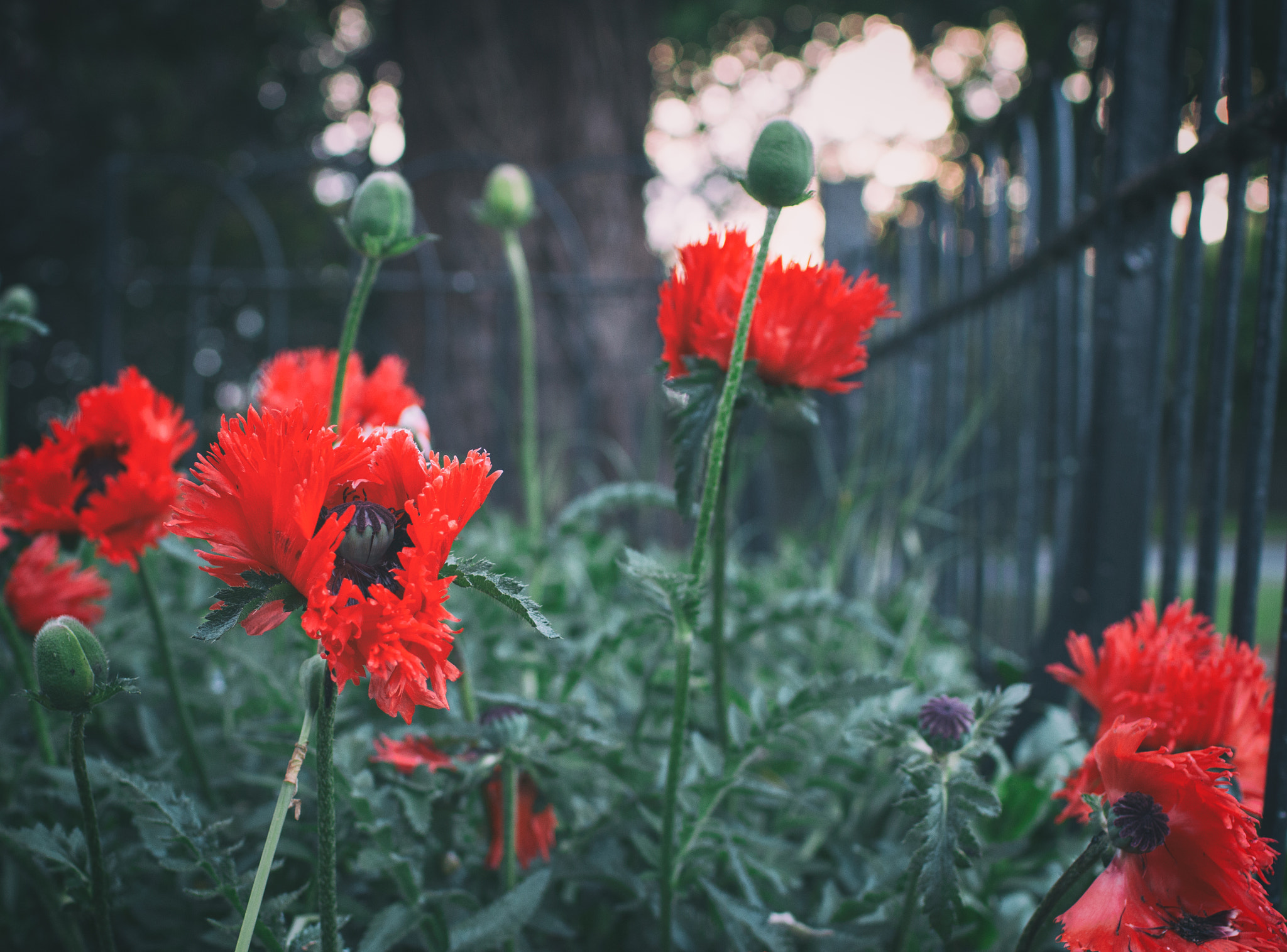 Canon EOS 70D + Canon EF 35mm F1.4L USM sample photo. Poppies photography