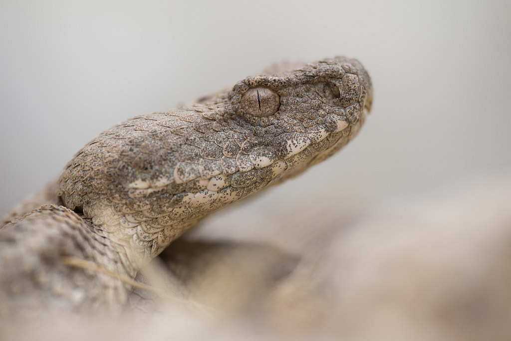 Nikon D600 sample photo. Macrovipera lebetina photography