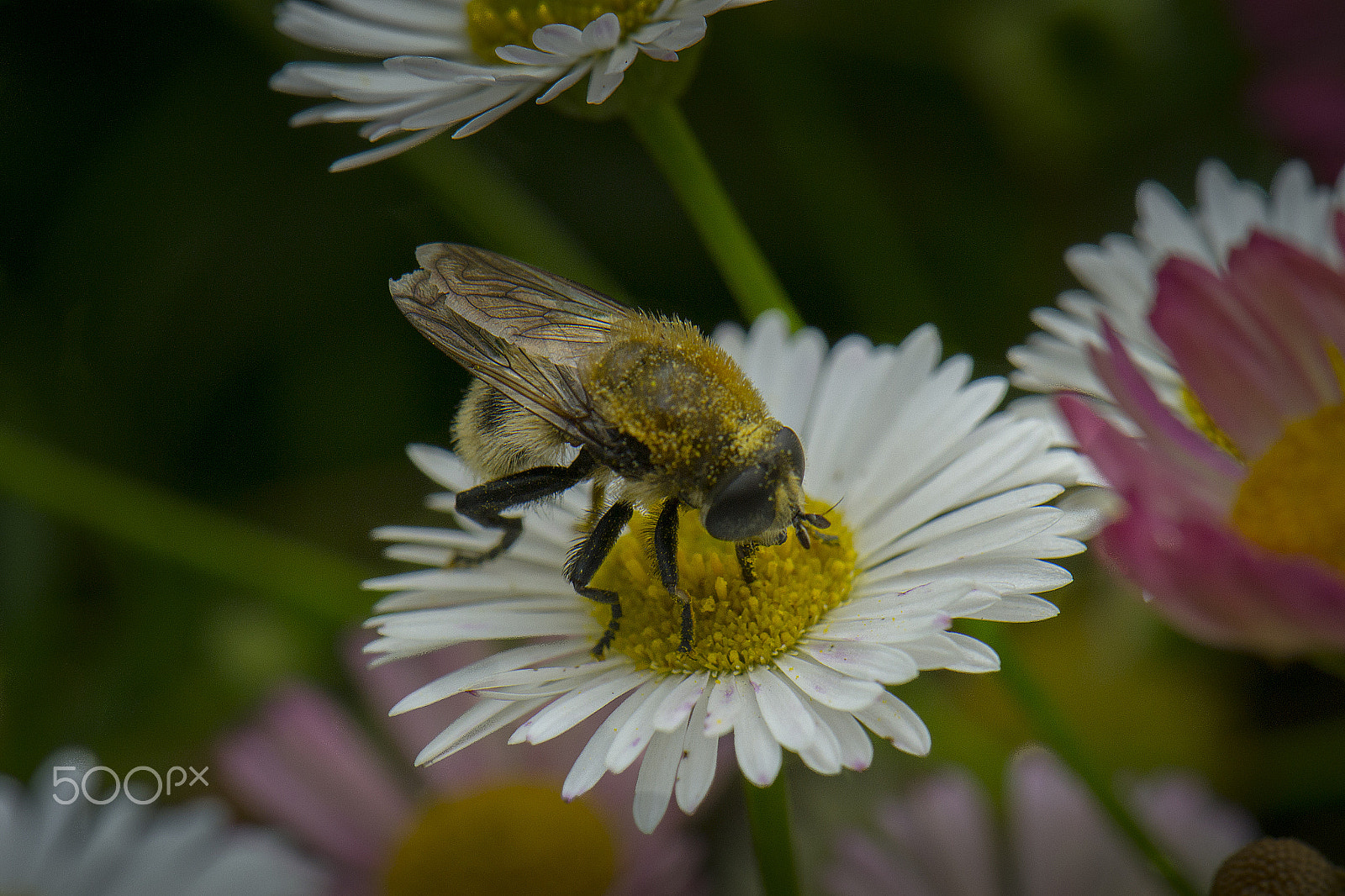 Nikon AF-S DX Micro-Nikkor 85mm F3.5G ED VR sample photo. Bee on a spree photography