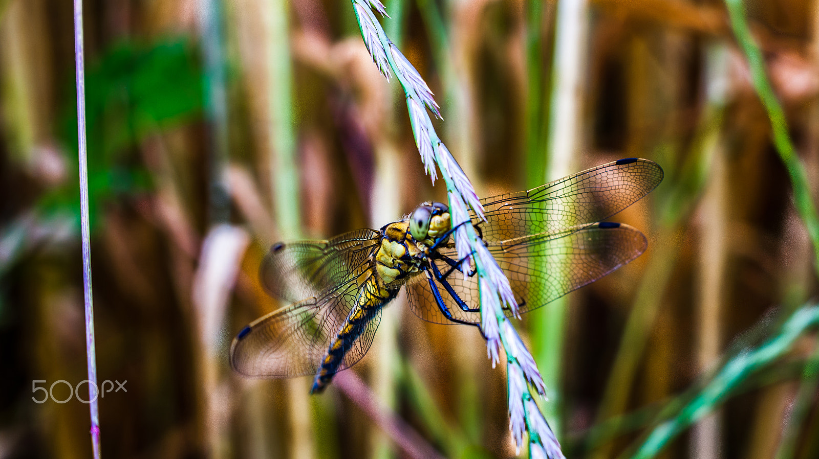 Sony Alpha DSLR-A290 + Sony DT 50mm F1.8 SAM sample photo. Dragonfly photography