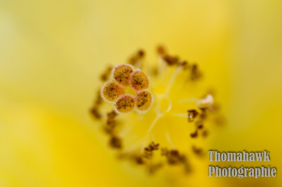 Pentax smc D-FA 100mm F2.8 macro sample photo. Macro photography