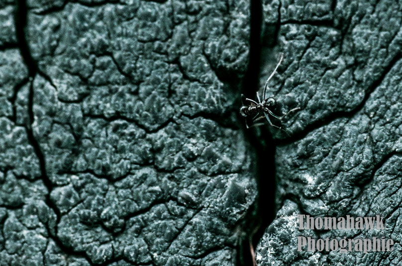 Pentax smc D-FA 100mm F2.8 macro sample photo. Macro photography