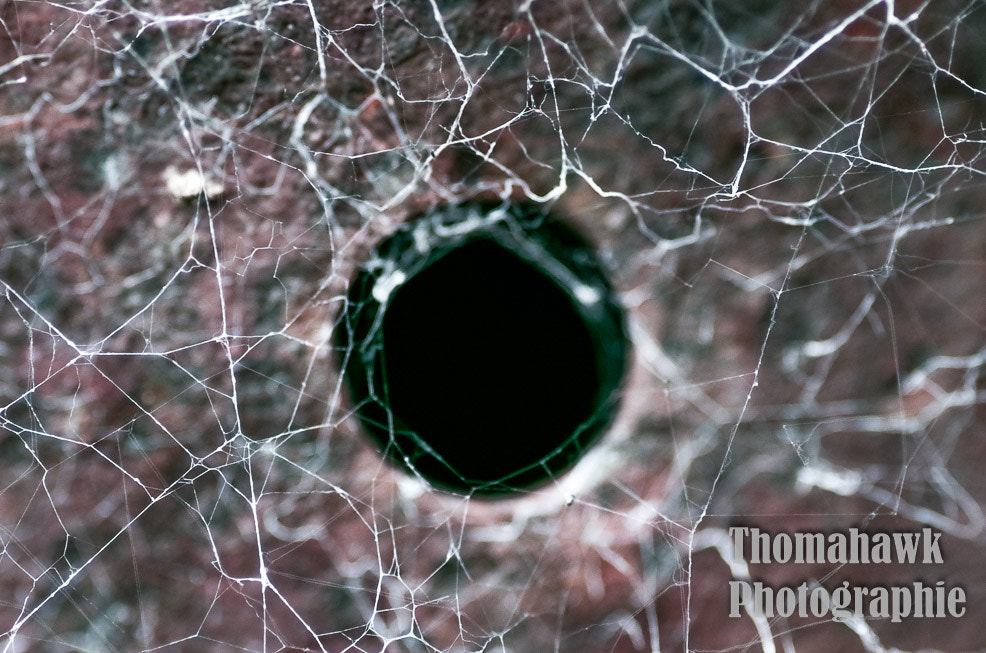 Pentax smc D-FA 100mm F2.8 macro sample photo. Macro photography