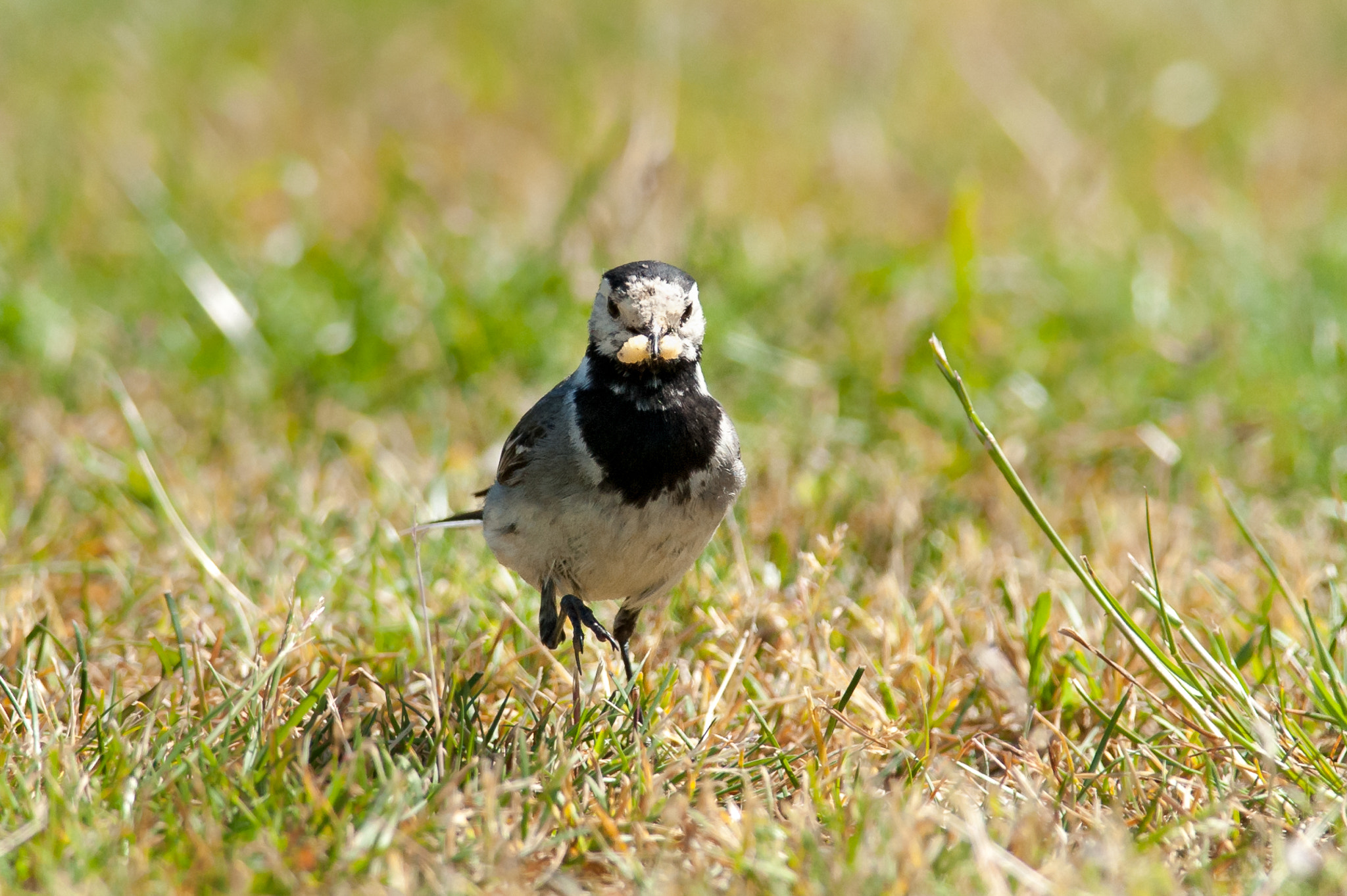 Nikon D700 + Nikon AF-S Nikkor 300mm F4D ED-IF sample photo. Juicy one photography