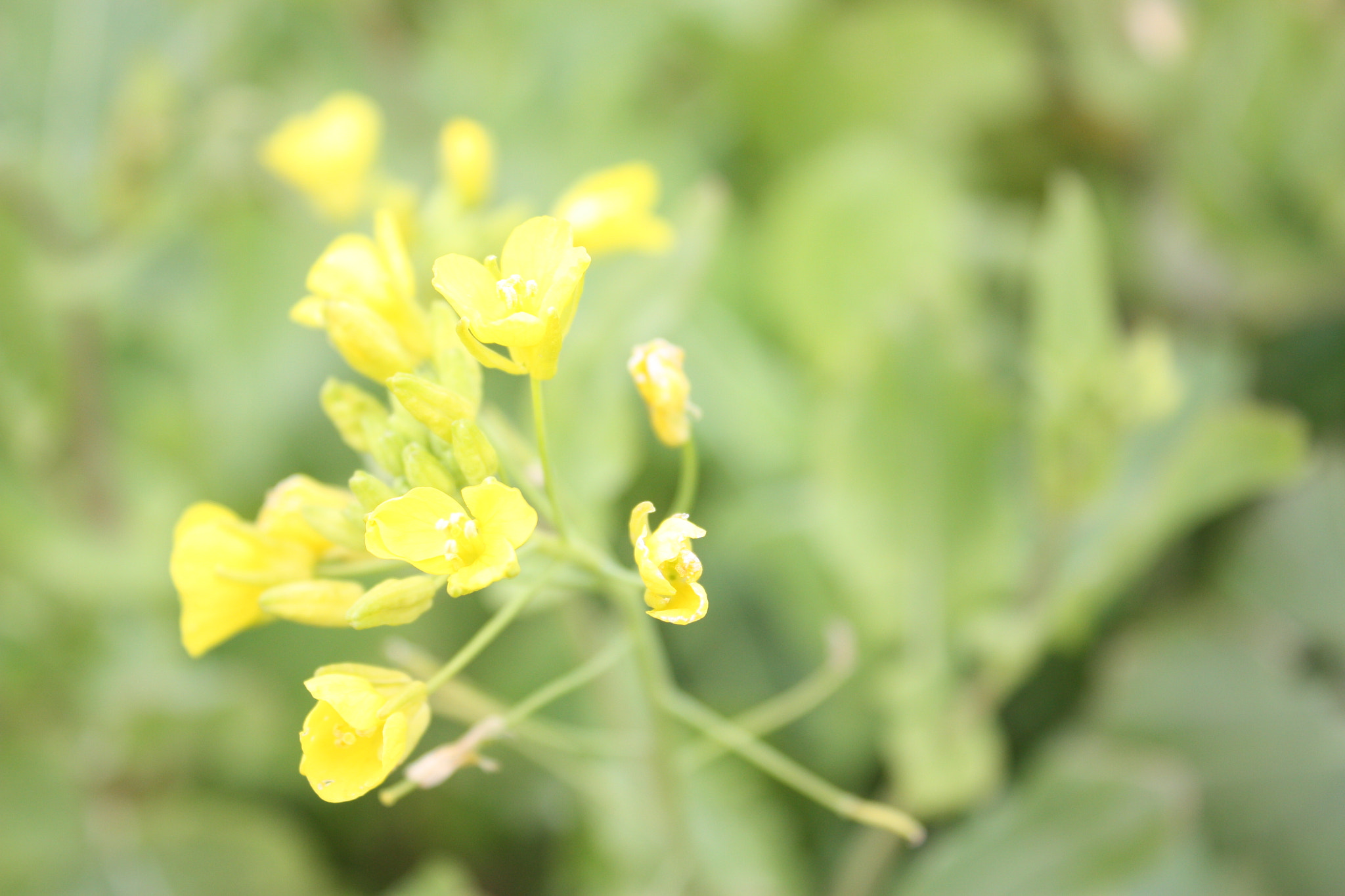 Canon EOS 450D (EOS Rebel XSi / EOS Kiss X2) sample photo. Rape flower of jeju-island photography