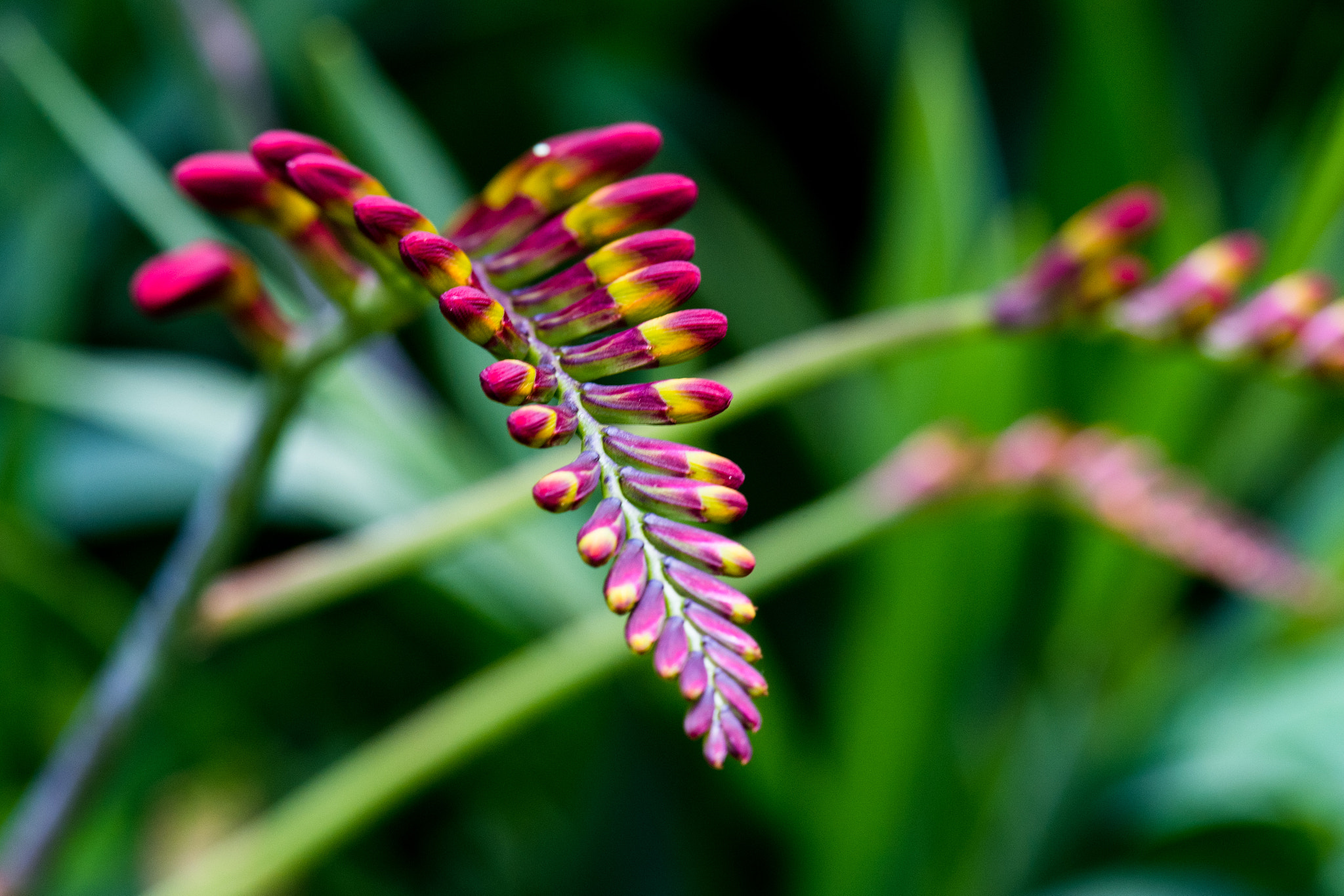 Nikon D5 sample photo. Young flowers made in perfection photography