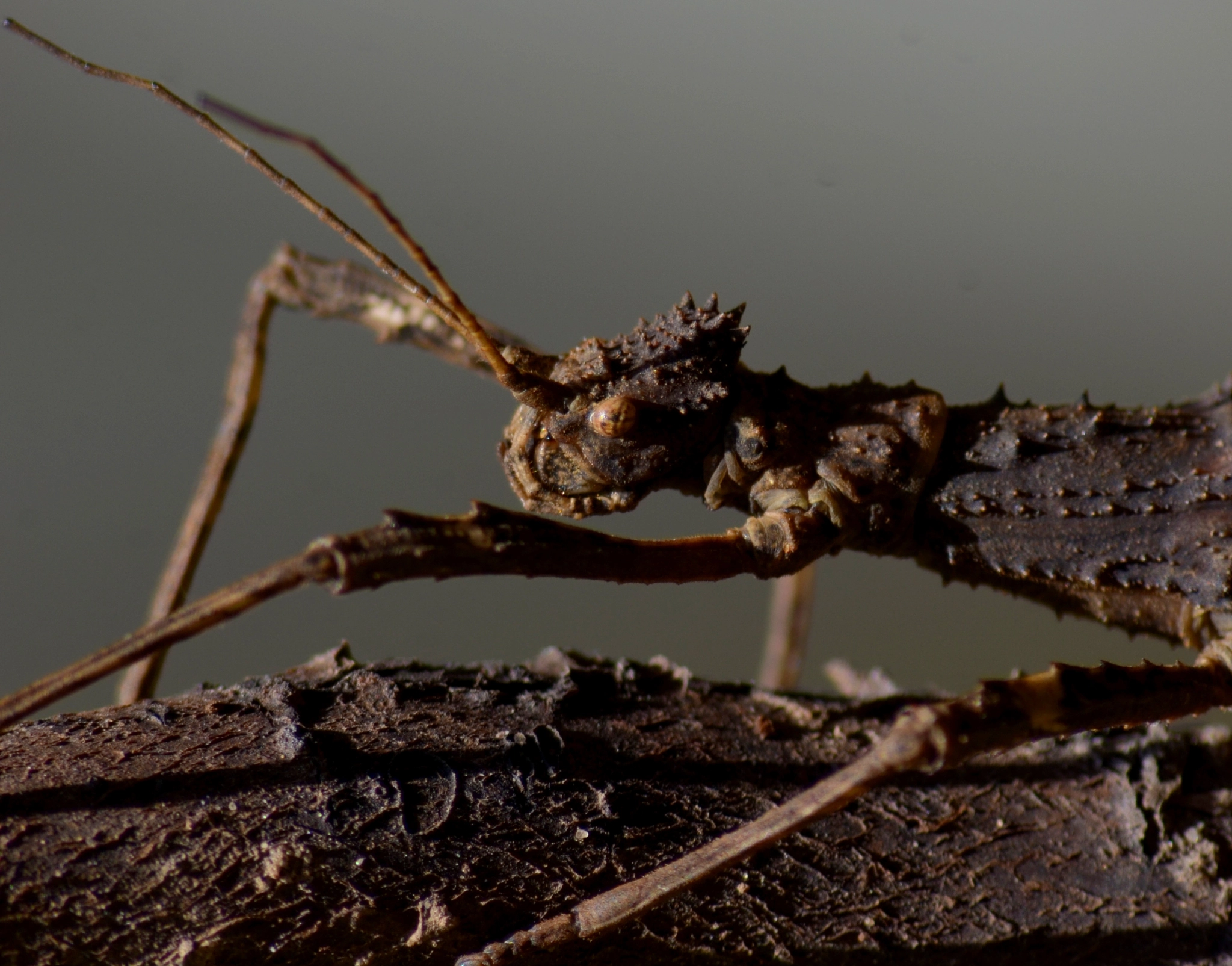 Sigma 70-300mm F4-5.6 APO Macro Super II sample photo. Alien (lamponius guerini) photography