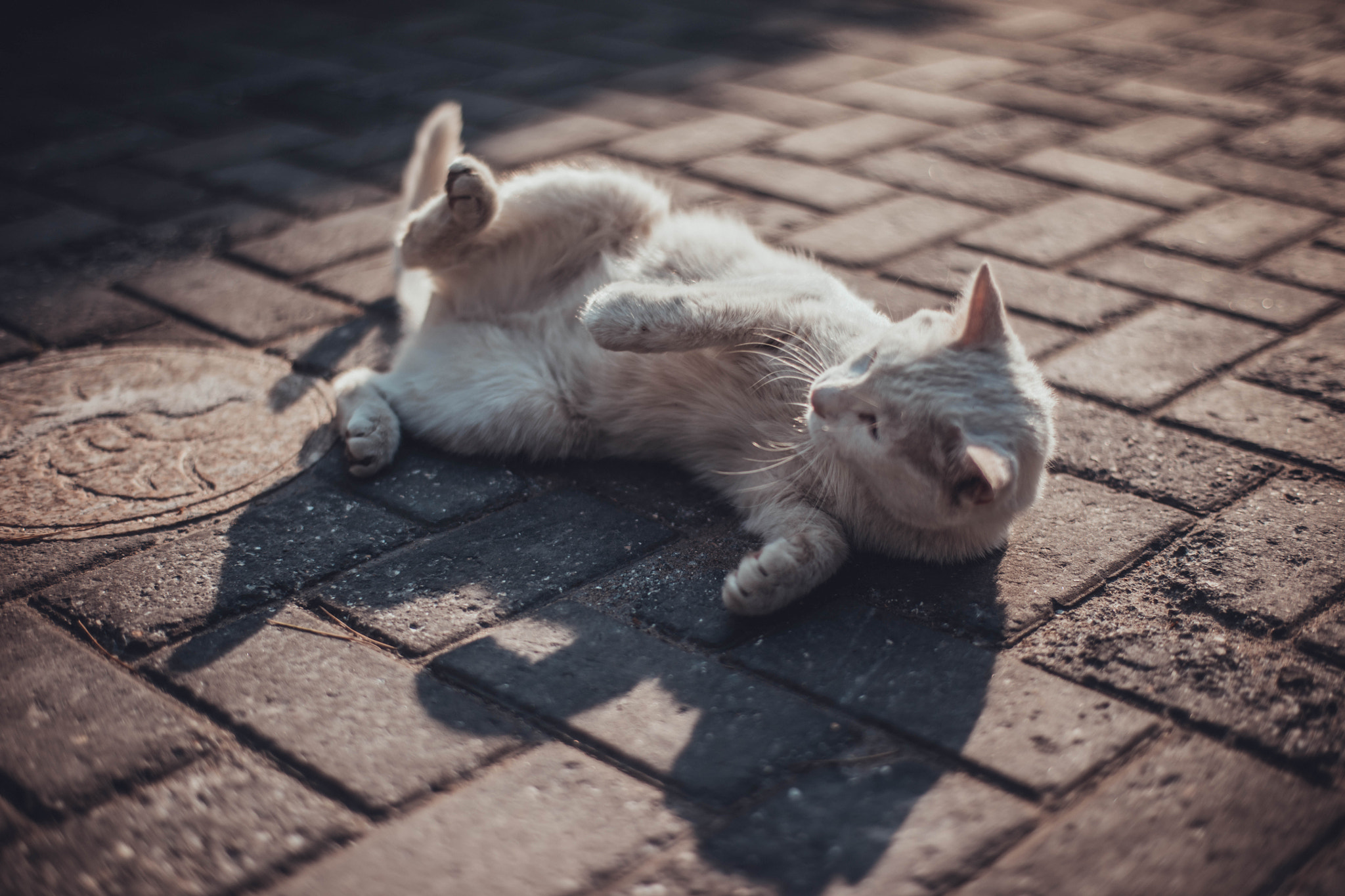 Canon EOS 5DS R + ZEISS Planar T* 50mm F1.4 sample photo. Street cat photography