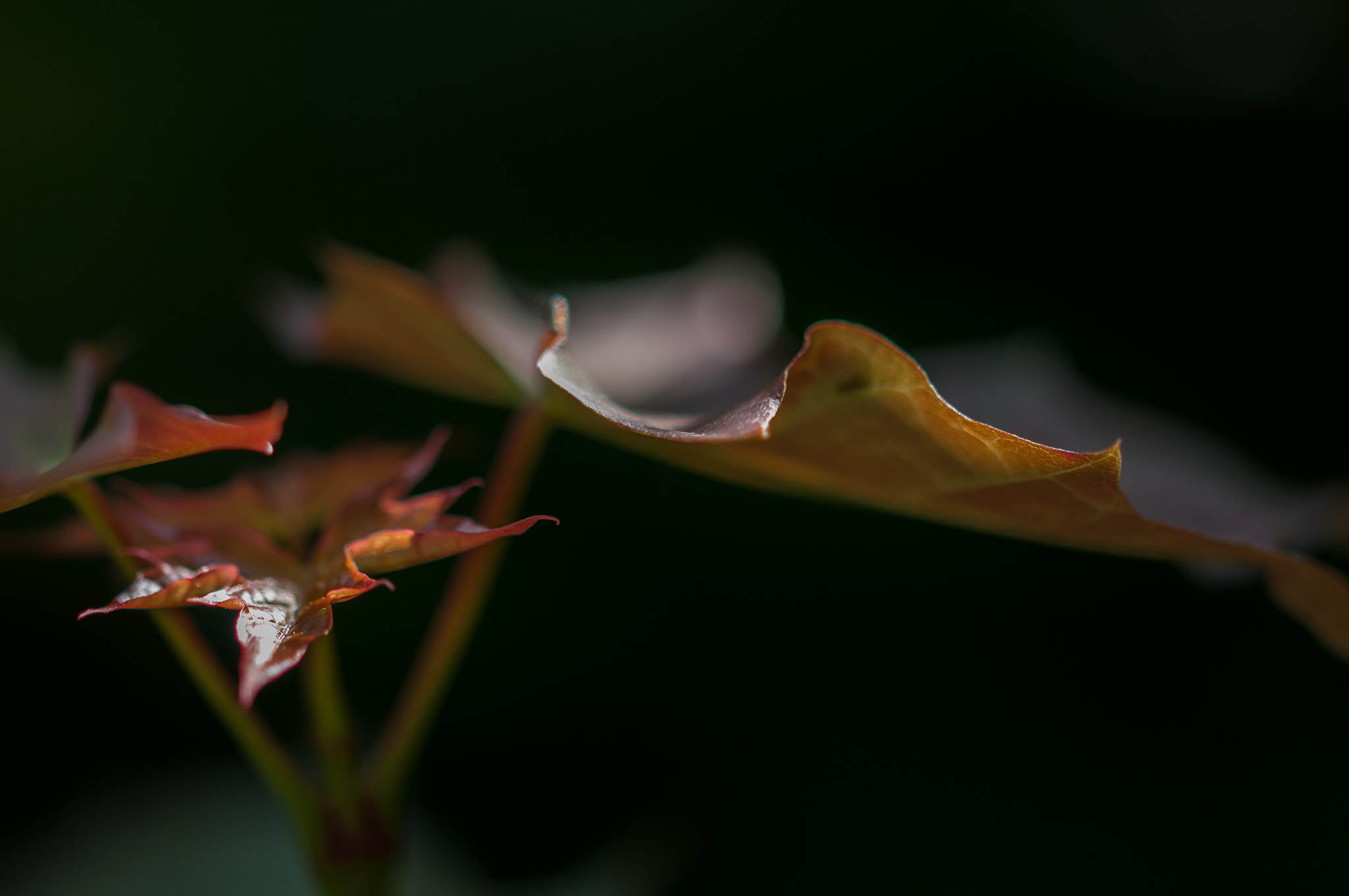 Sigma 105mm F2.8 EX DG OS HSM sample photo. Young maple leaf photography
