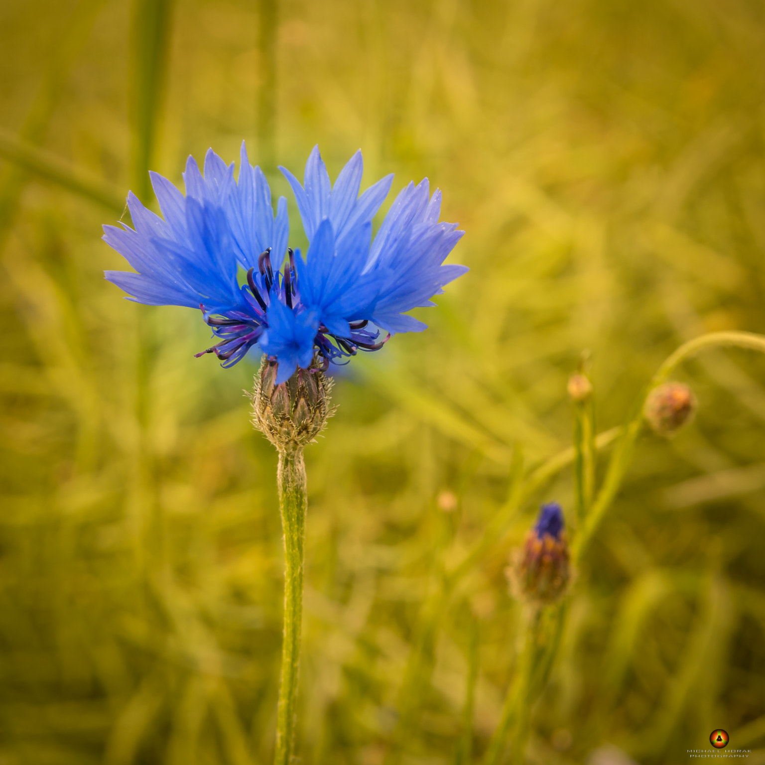 Sony SLT-A77 + Minolta AF 17-35mm F2.8-4 (D) sample photo. Centaurea cyanus photography