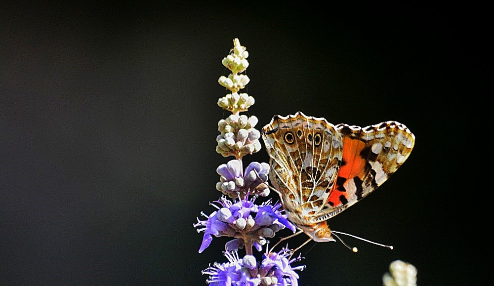 Nikon D7100 + Sigma 70-300mm F4-5.6 APO Macro Super II sample photo. Vanessa cardui - diken kelebeği photography