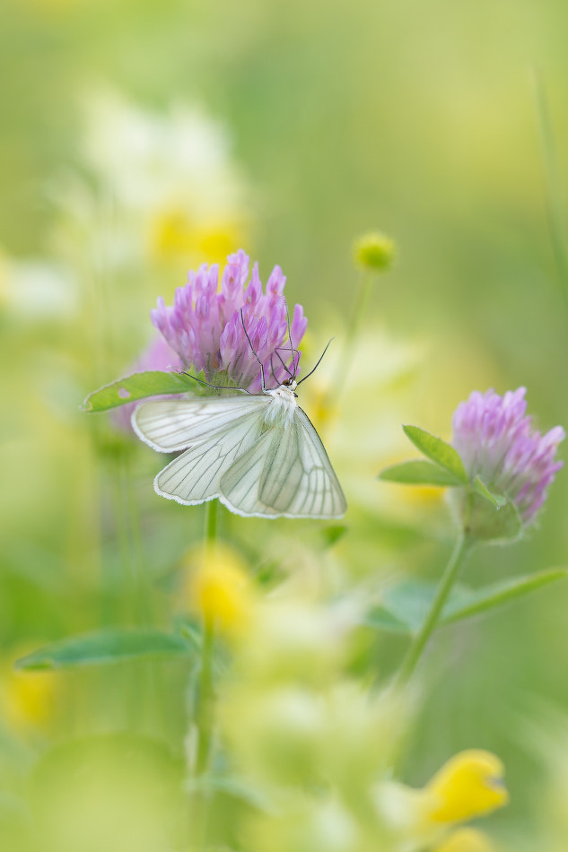 Nikon D600 sample photo. Butterfly on clover photography