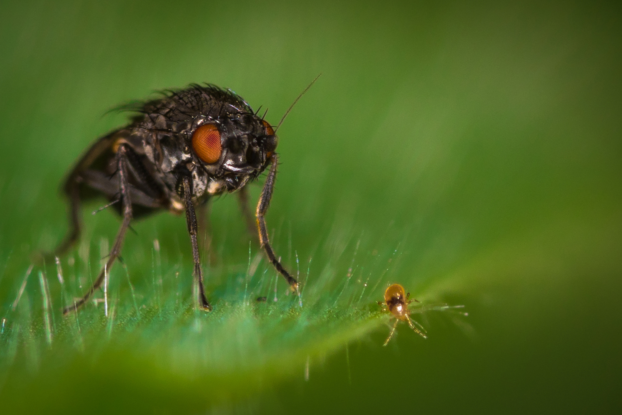 Nikon D810 + Nikon AF Micro-Nikkor 200mm F4D ED-IF sample photo. Leave my leaf ! photography