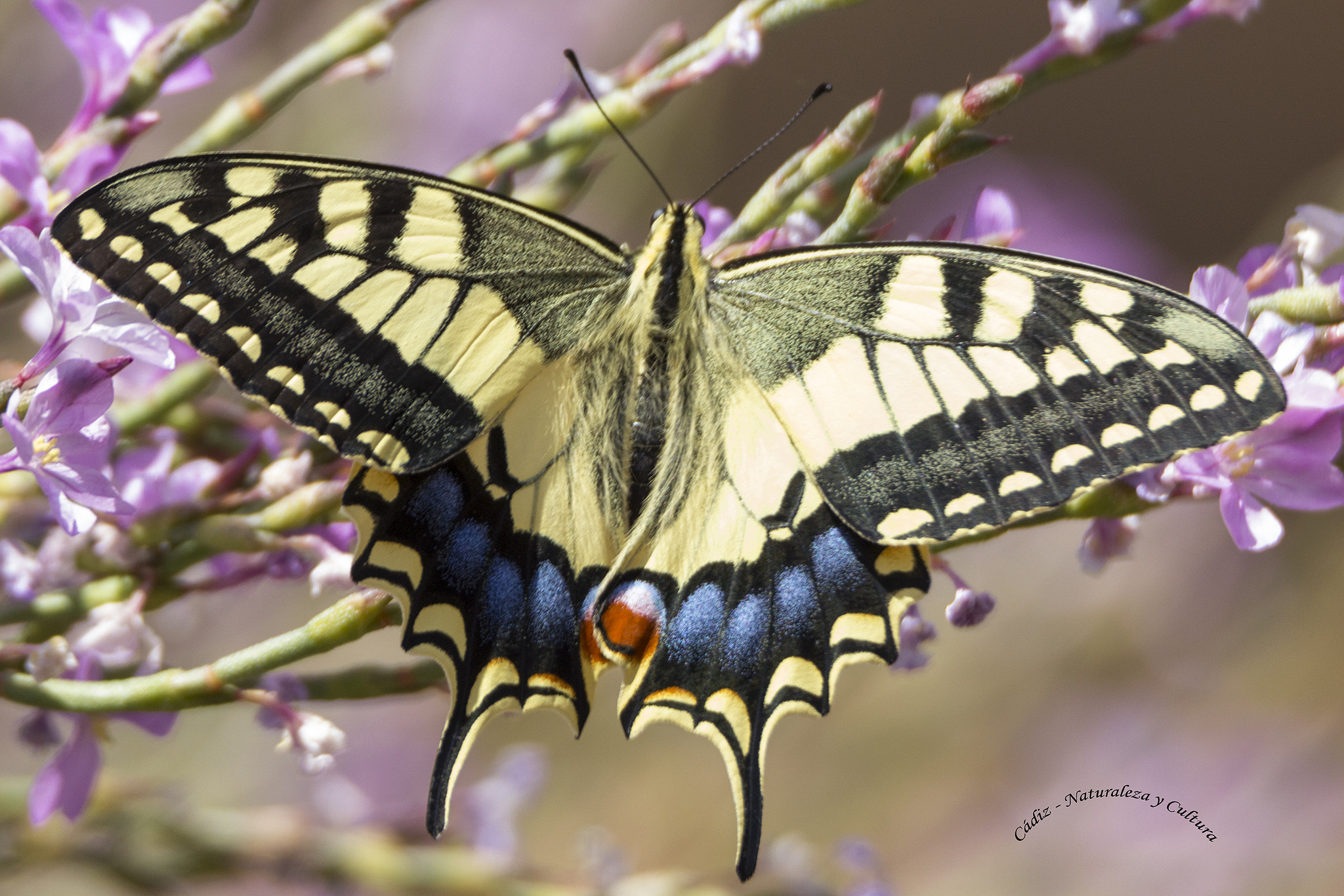 Tamron SP 150-600mm F5-6.3 Di VC USD sample photo. Volvoreta ... photography