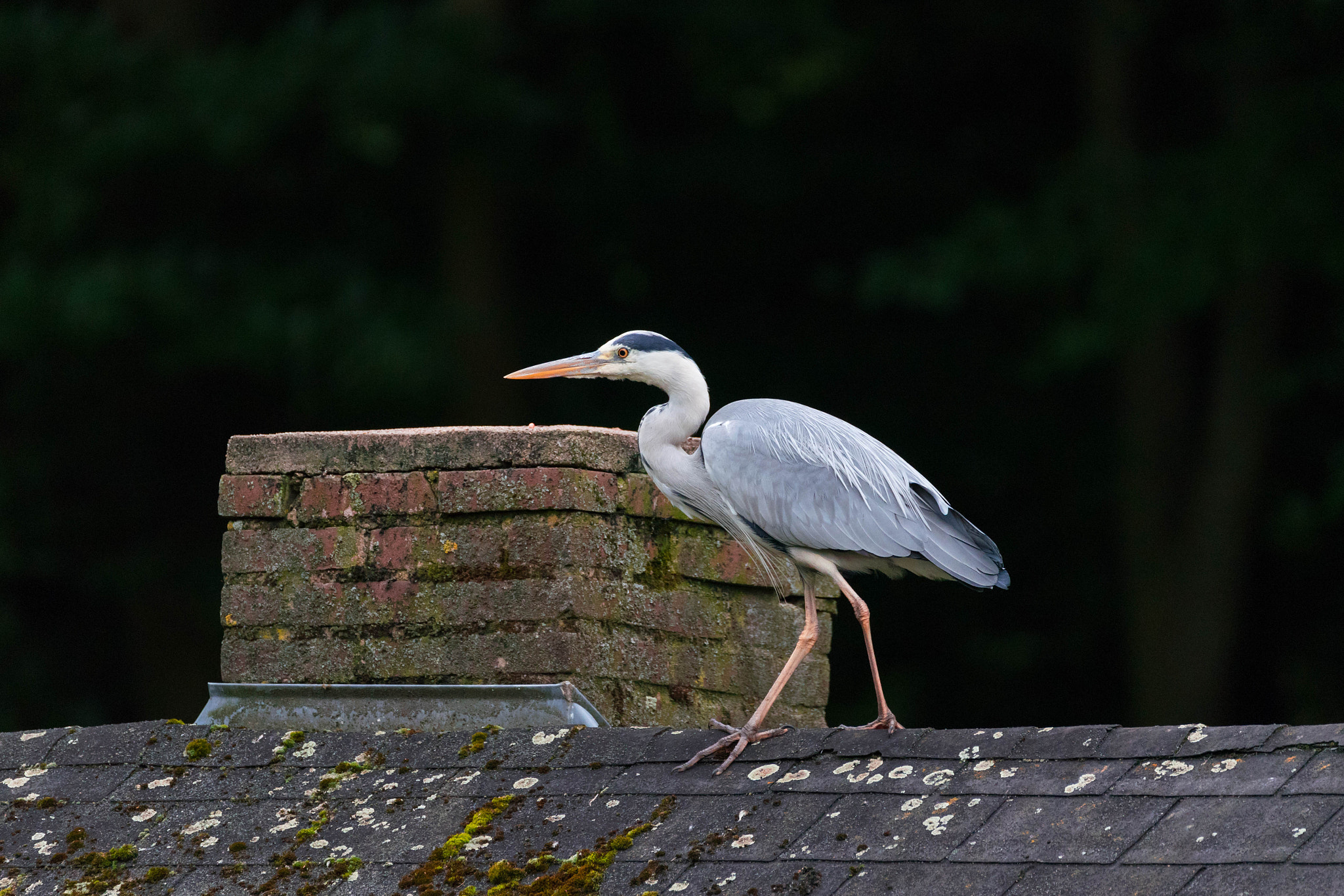 150-600mm F5-6.3 DG OS HSM | Contemporary 015 sample photo. Fischreiher photography