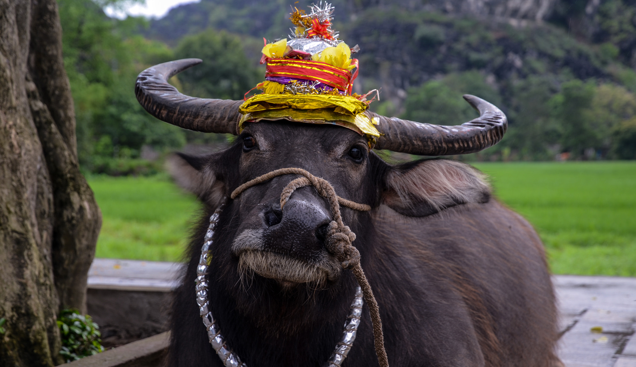 Nikon D5100 + Nikon AF-S DX Nikkor 16-80mm F2.8-4E ED VR sample photo. Water buffalo dressed up in honor of ngô quyền photography