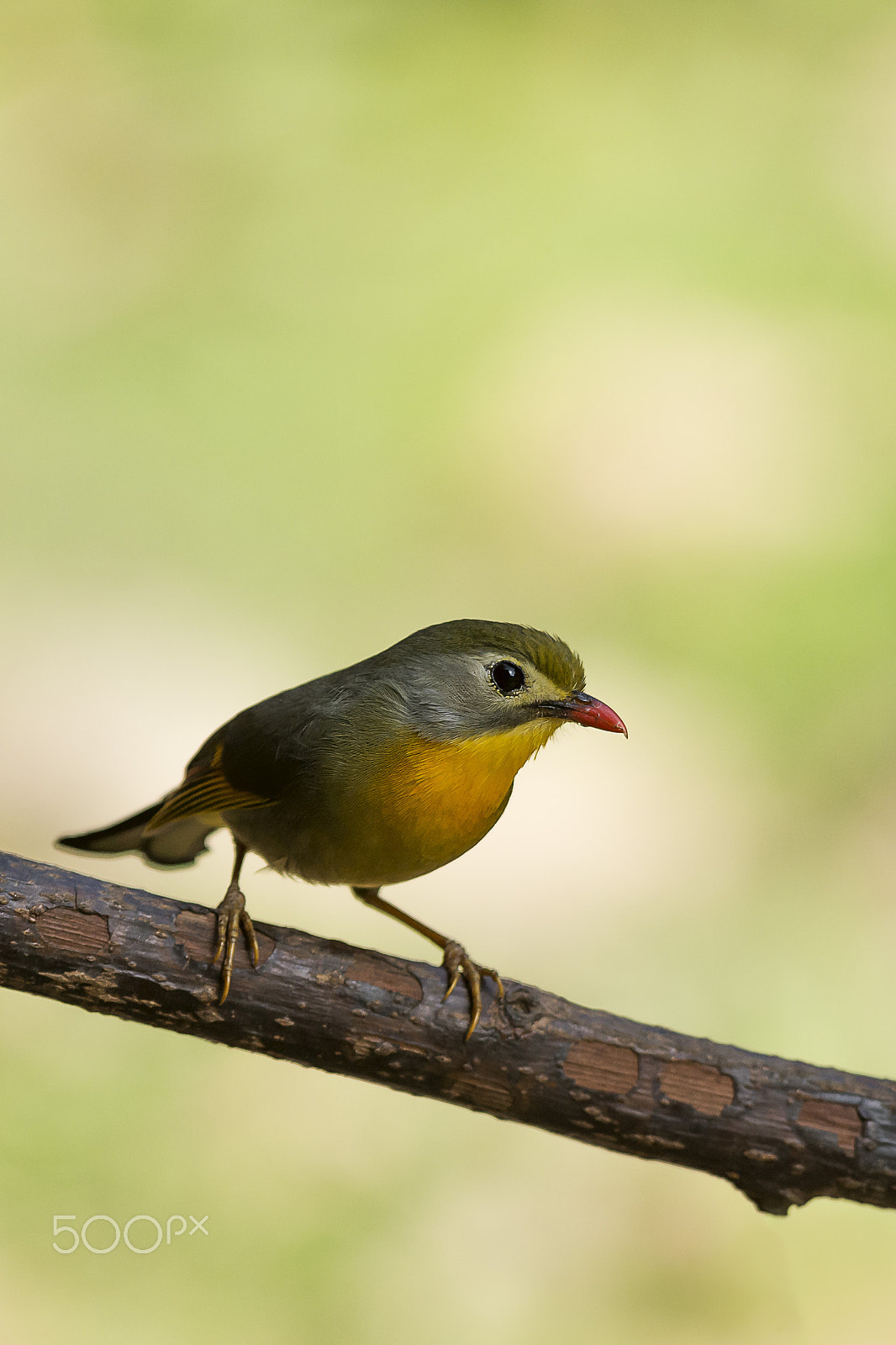 Nikon AF-S Nikkor 400mm F2.8G ED VR II sample photo. Birds of indian paradise - red-billed leiothrix photography