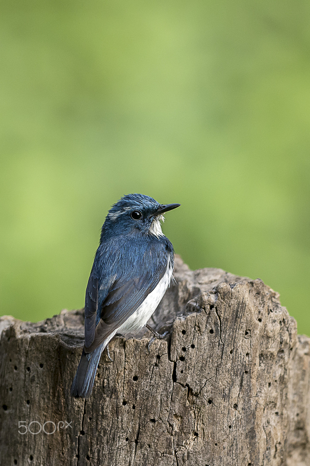 Nikon AF-S Nikkor 400mm F2.8G ED VR II sample photo. Birds of indian paradise - ultramarine flycatcher photography