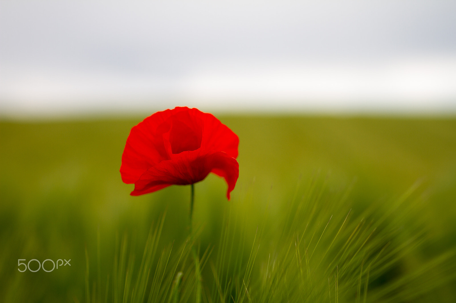 Tamron SP 35mm F1.8 Di VC USD sample photo. Poppy within barley field photography