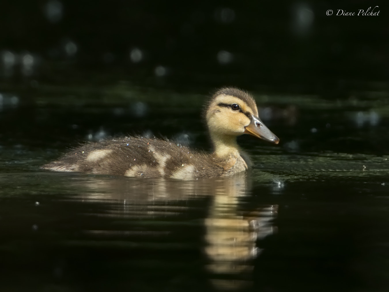 Canon EF 300mm F2.8L IS II USM sample photo. Duckling mallard photography
