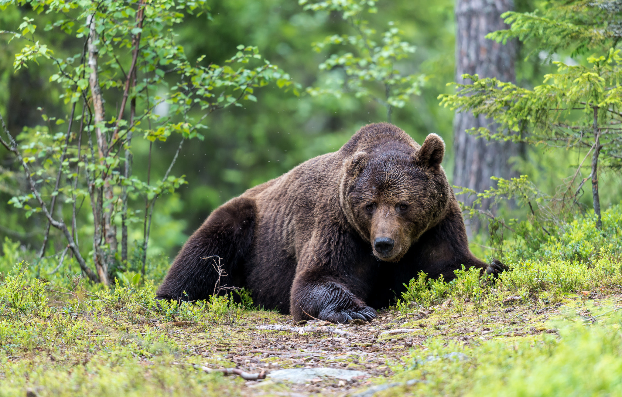 Nikon D800 + Nikon AF-S Nikkor 500mm F4G ED VR sample photo. It`s my way photography