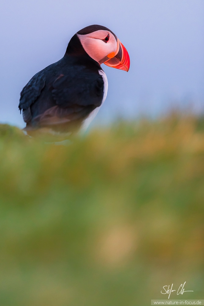 Nikon AF-S Nikkor 400mm F2.8E FL ED VR sample photo. A puffin in last light photography