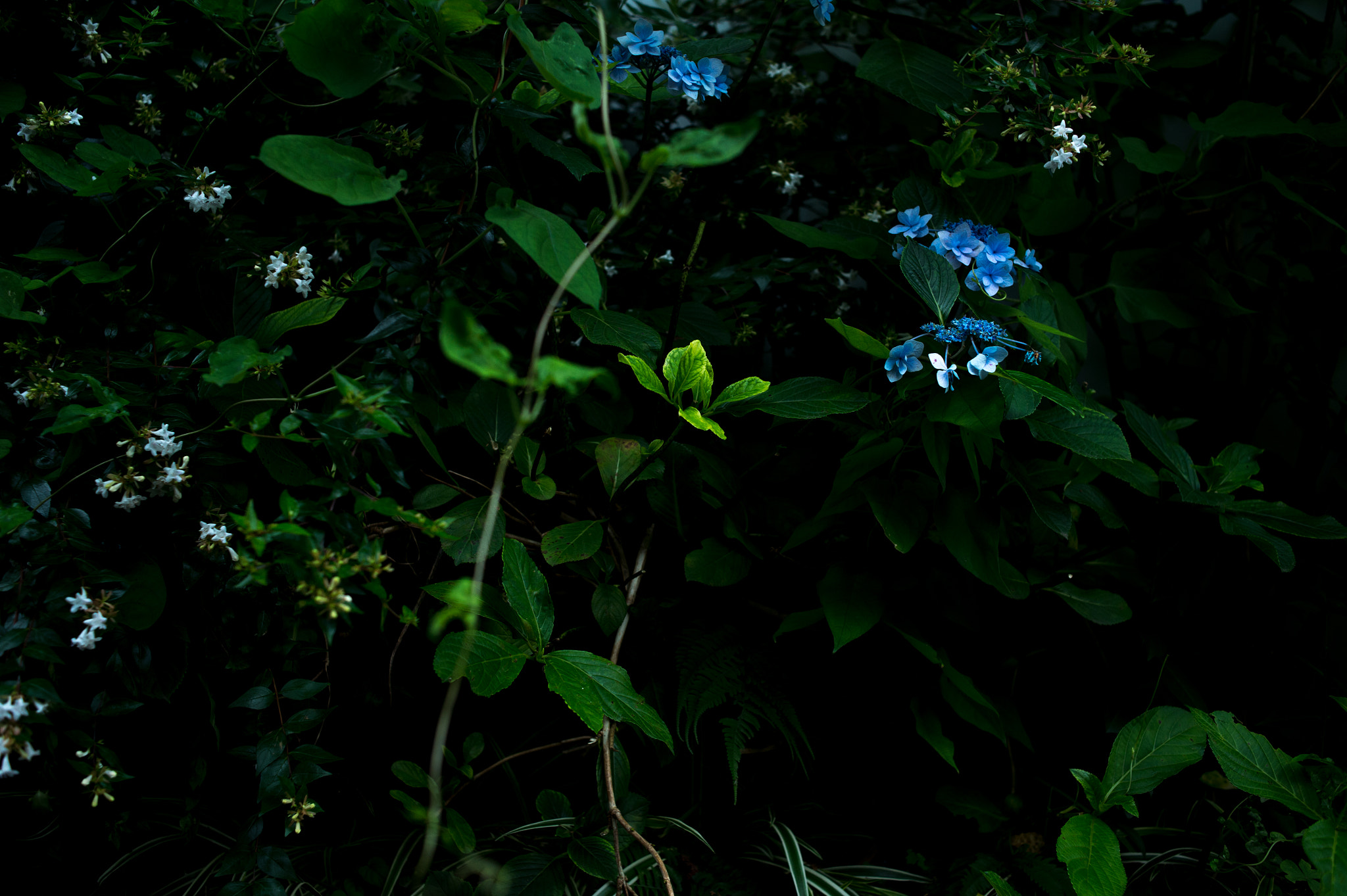 Nikon Df + Nikon AF Nikkor 35mm F2D sample photo. Dsc_6671.jpg photography