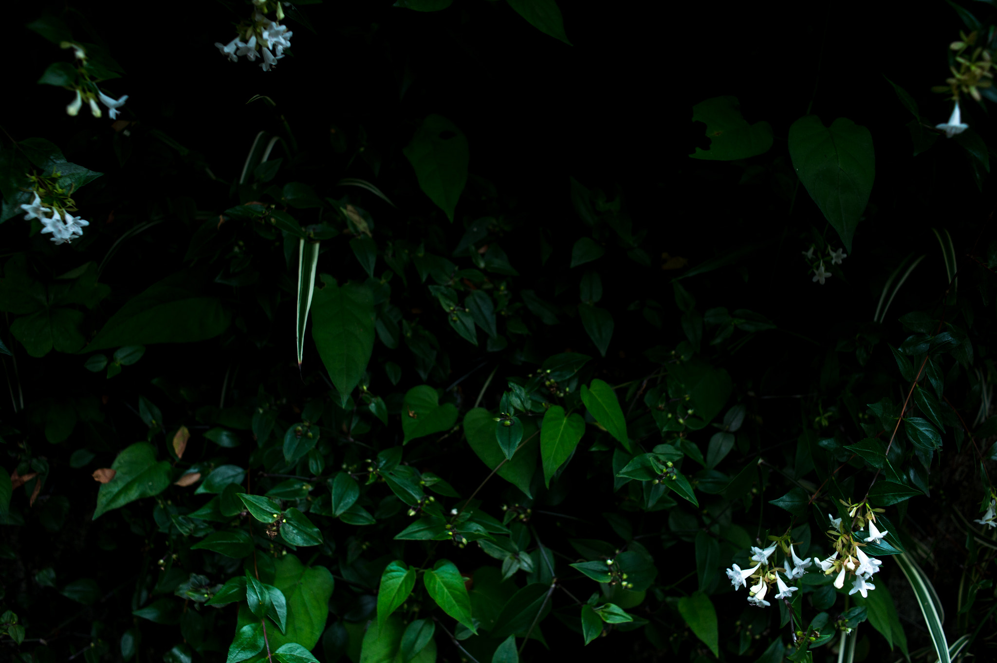 Nikon Df + Nikon AF Nikkor 35mm F2D sample photo. Dsc_6673.jpg photography