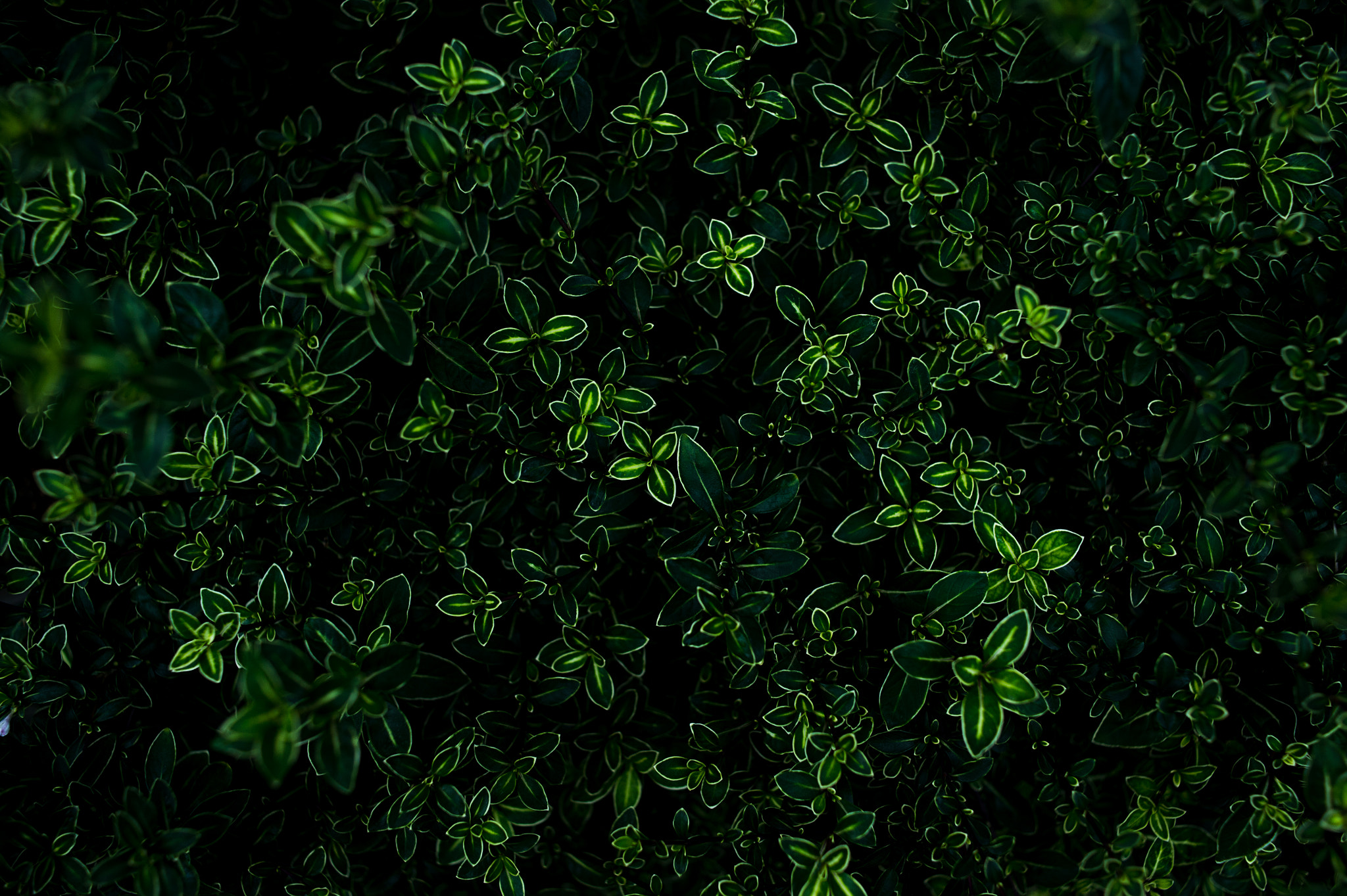 Nikon Df + Nikon AF Nikkor 35mm F2D sample photo. Dsc_6669.jpg photography