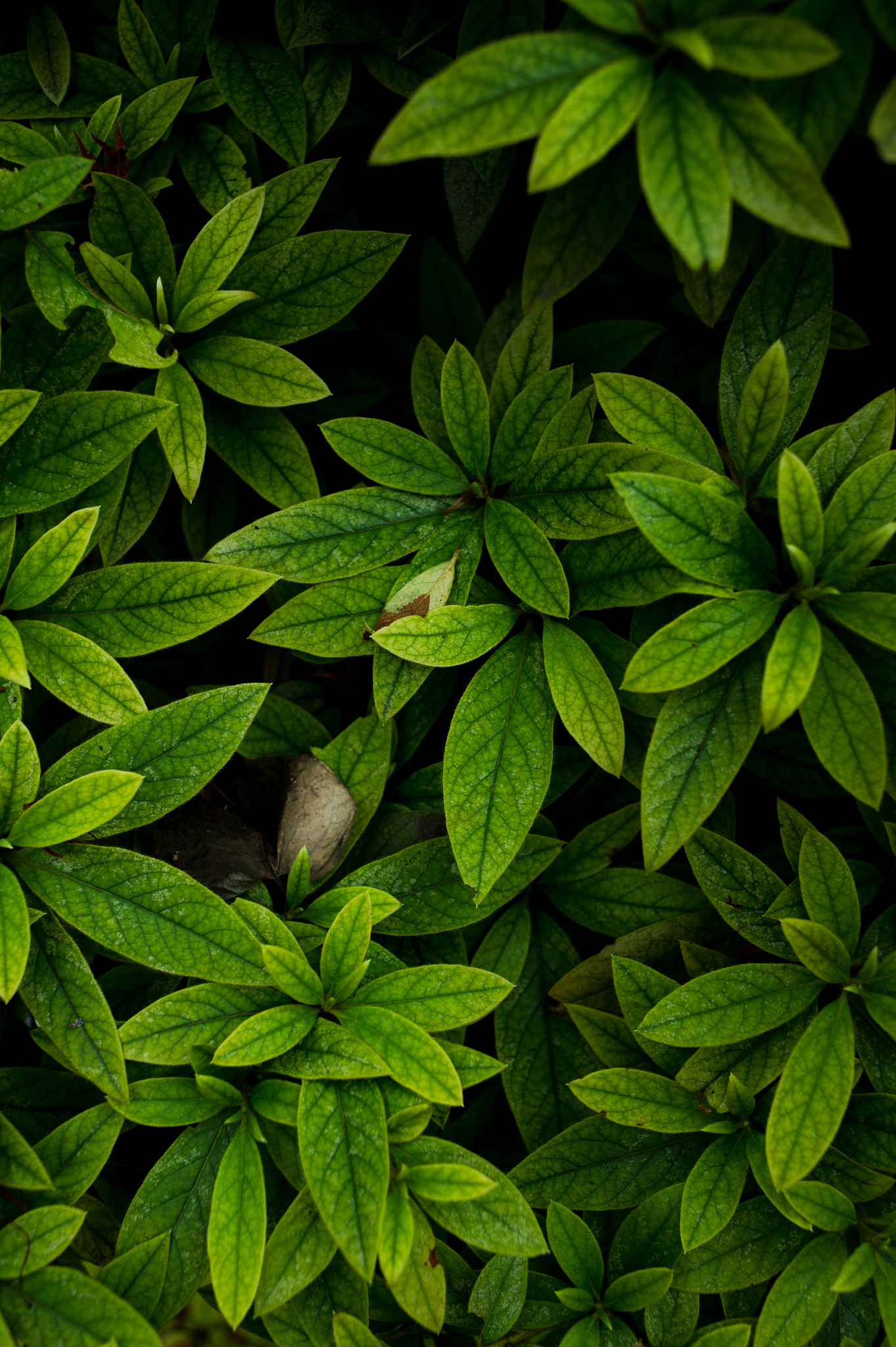 Nikon Df + Nikon AF Nikkor 35mm F2D sample photo. Dsc_6649.jpg photography