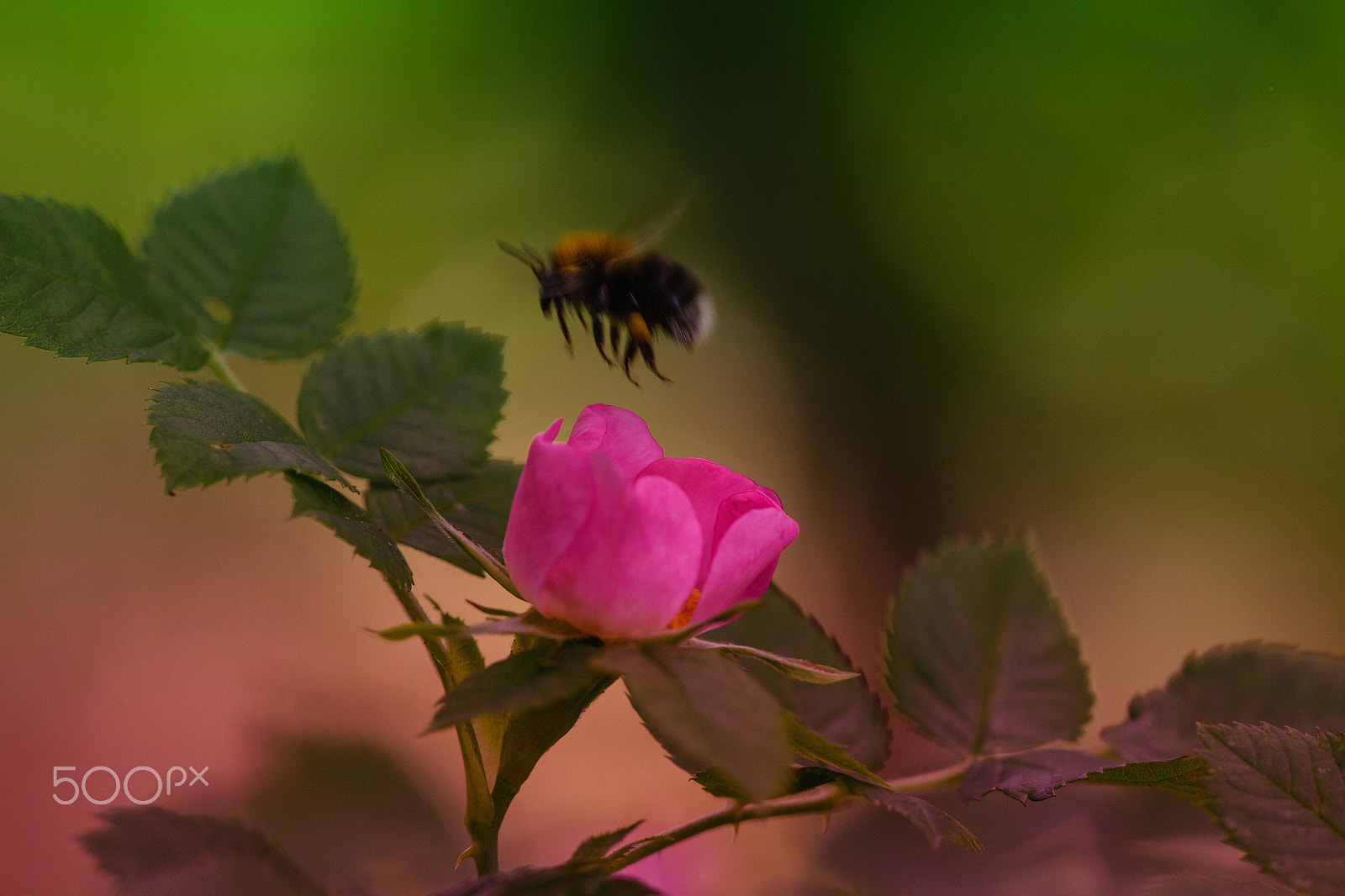 Sigma APO Macro 150mm f/2.8 EX DG HSM sample photo. Flyby photography