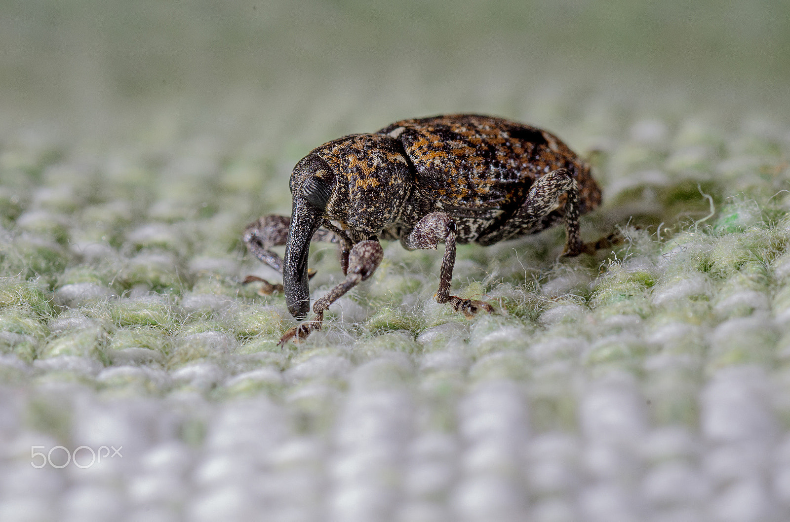 Tamron SP AF 90mm F2.8 Di Macro sample photo. Friendly visitor photography