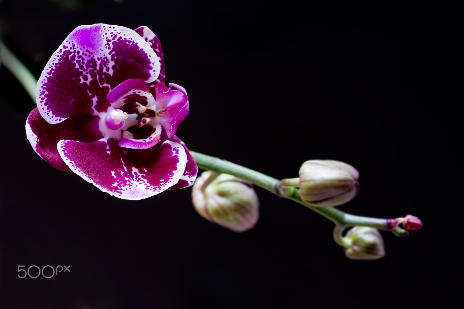 Pentax smc D-FA 50mm F2.8 Macro sample photo. Orquídia photography