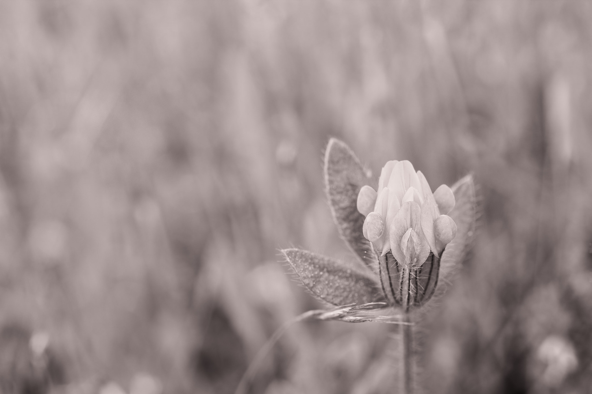 Canon EOS 60D + Sigma 50mm f/2.8 EX sample photo. Flor silvestre photography