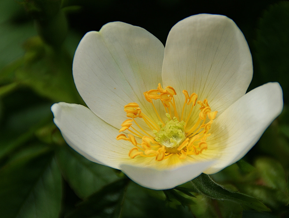 Sony Alpha DSLR-A290 sample photo. Wild rose photography