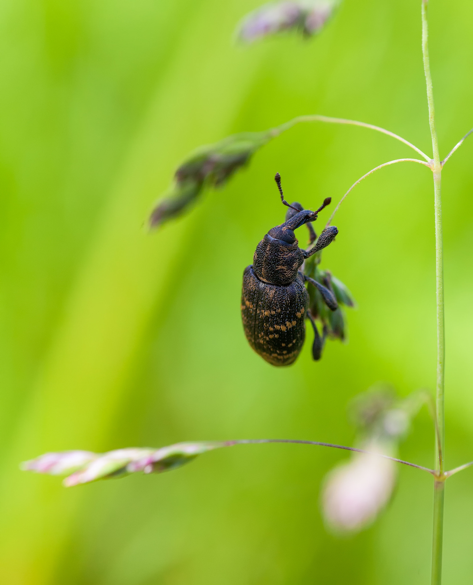 Canon EOS 5D Mark II + Tamron SP AF 90mm F2.8 Di Macro sample photo. Bug doe photography