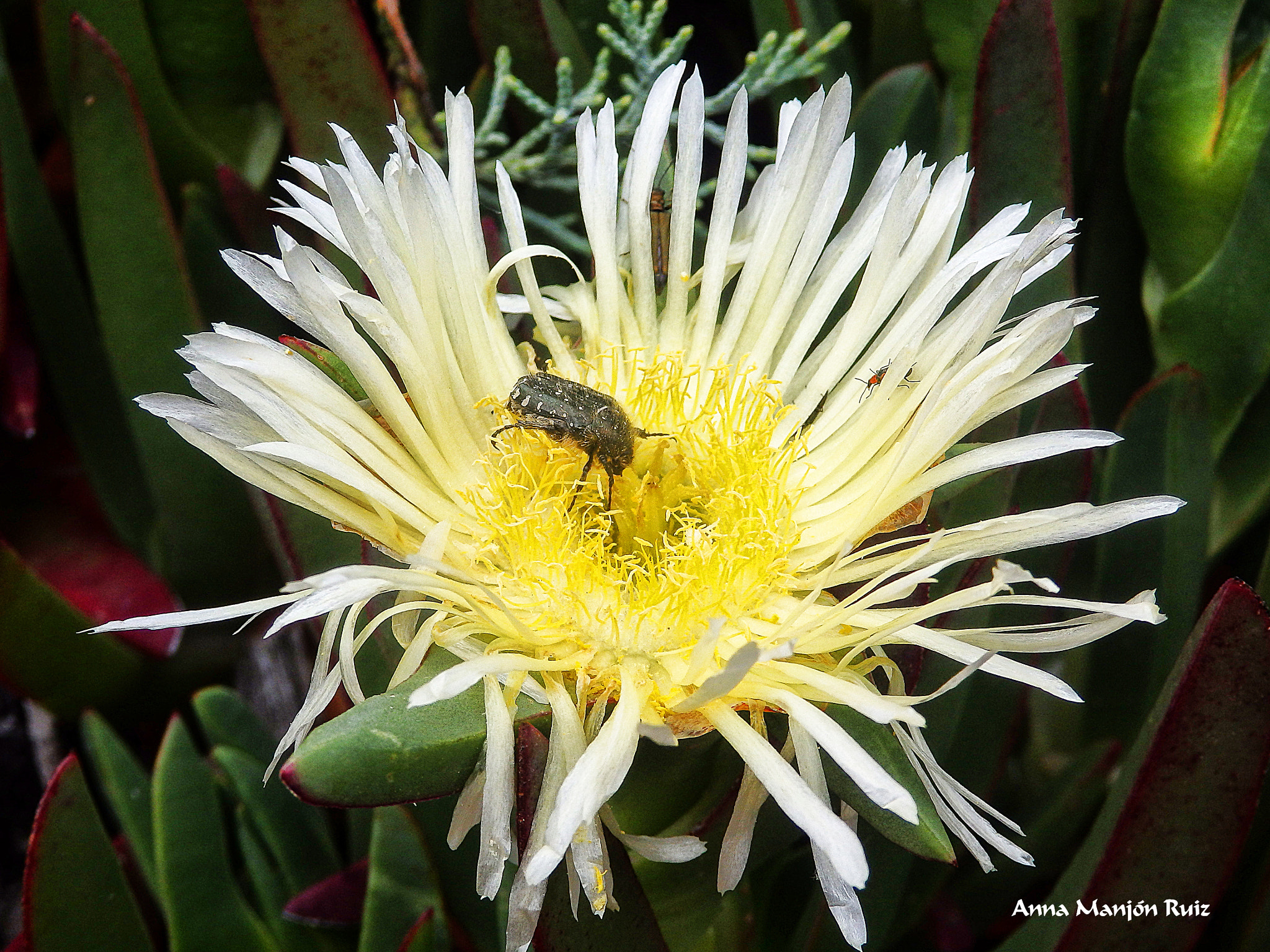 Olympus SH-1 sample photo. Flora-insectos photography